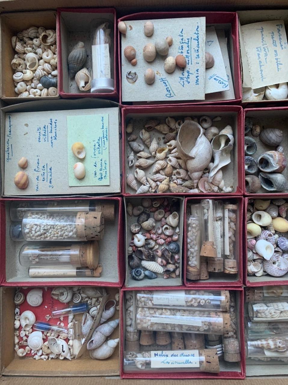 French Curiosity Cabinet Naturalism Collection of Shells, Circa 1900 For Sale