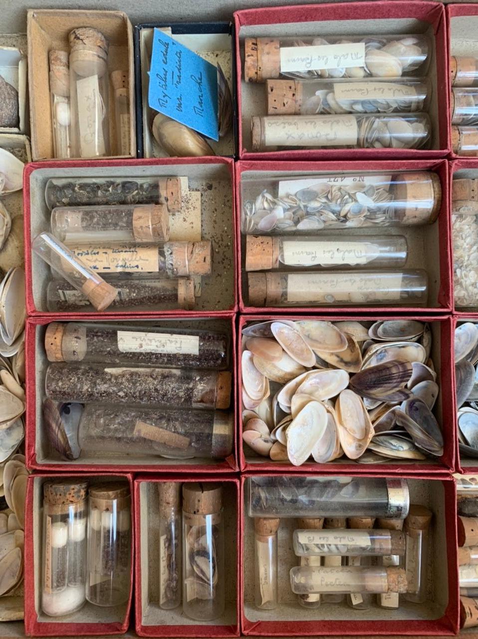 shell collection display box