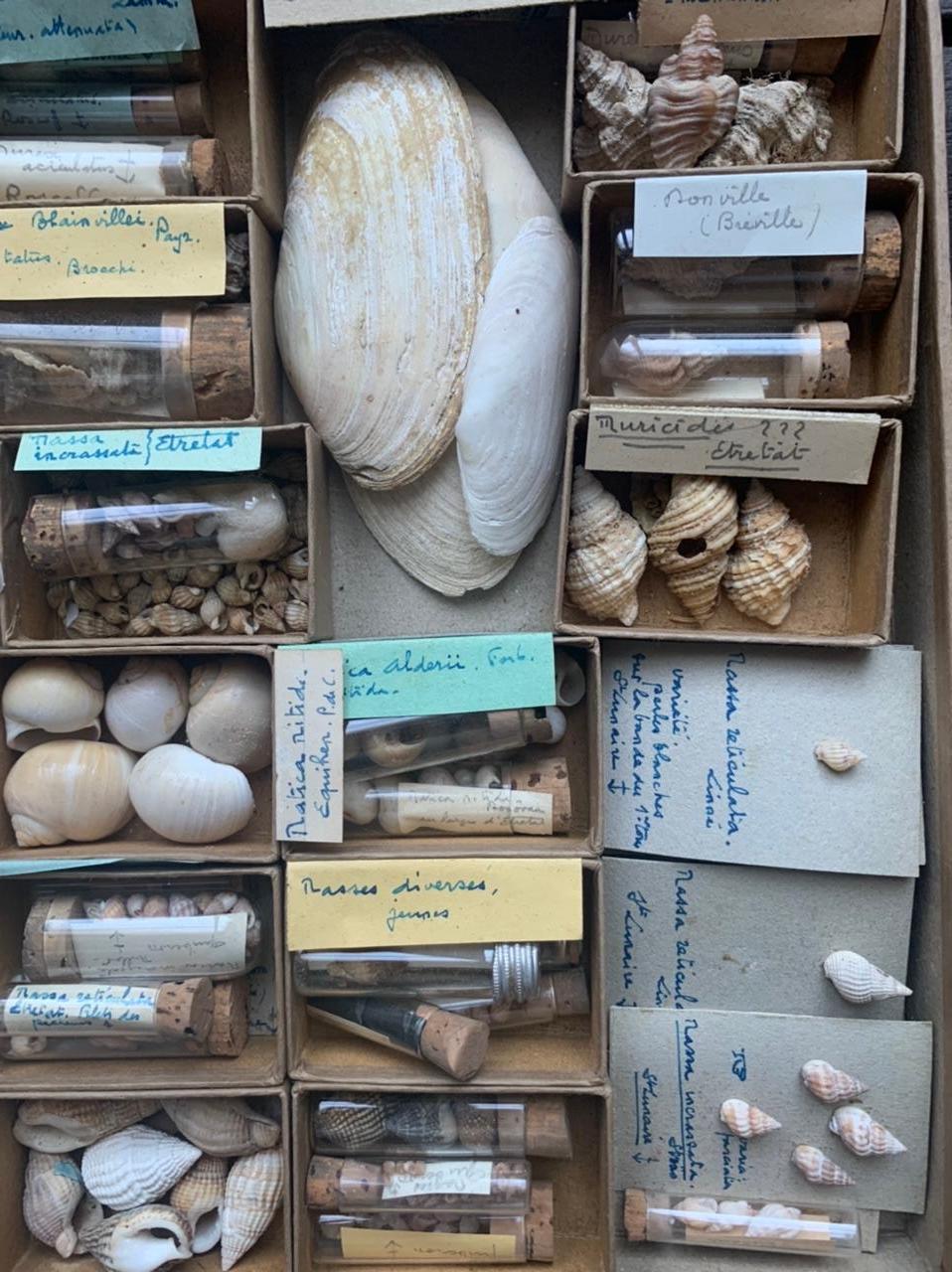 seashell display box