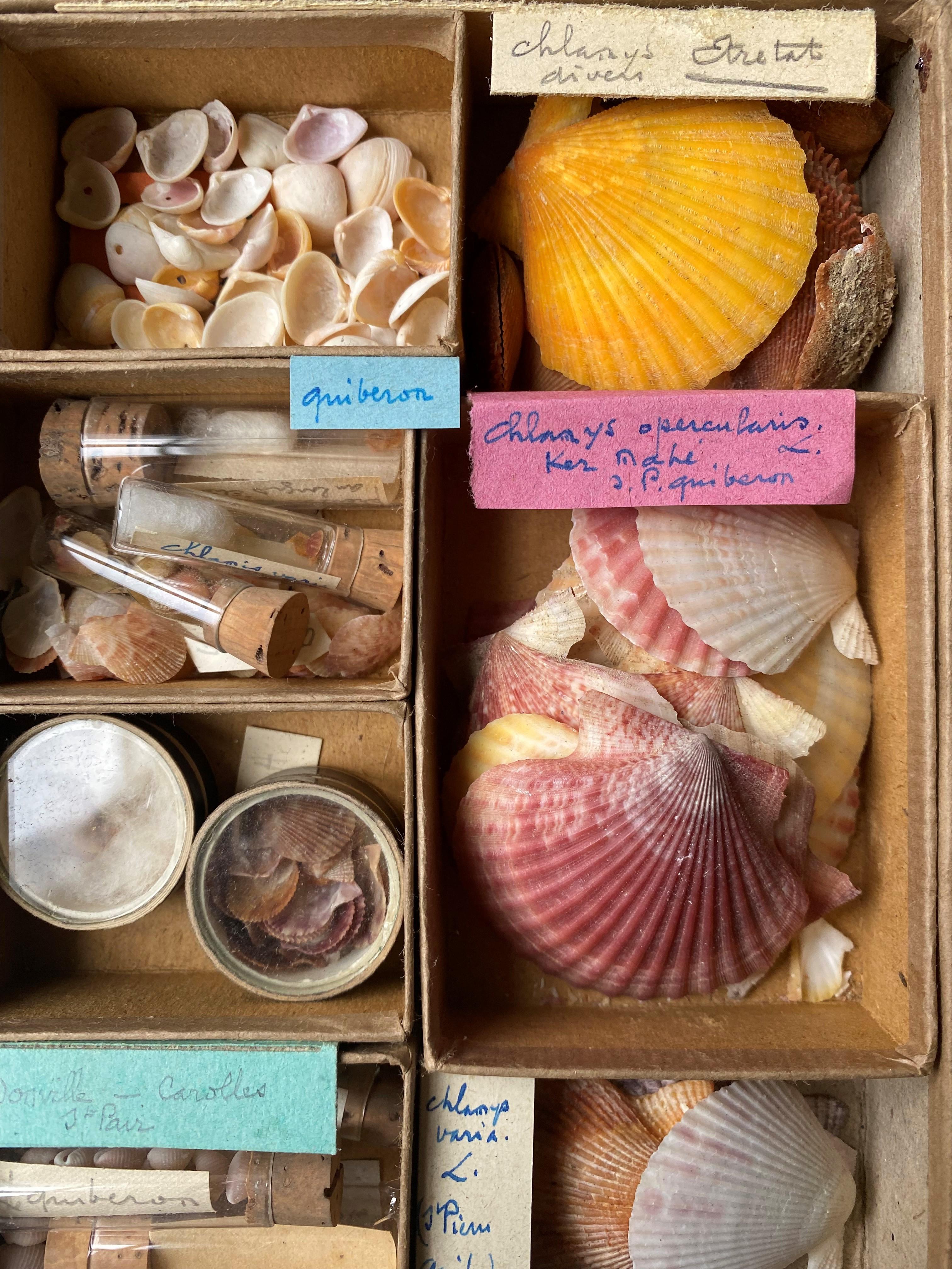 Curiosity Cabinet Naturalism Collection of Shells circa 1900 In Good Condition In Beuzevillette, FR