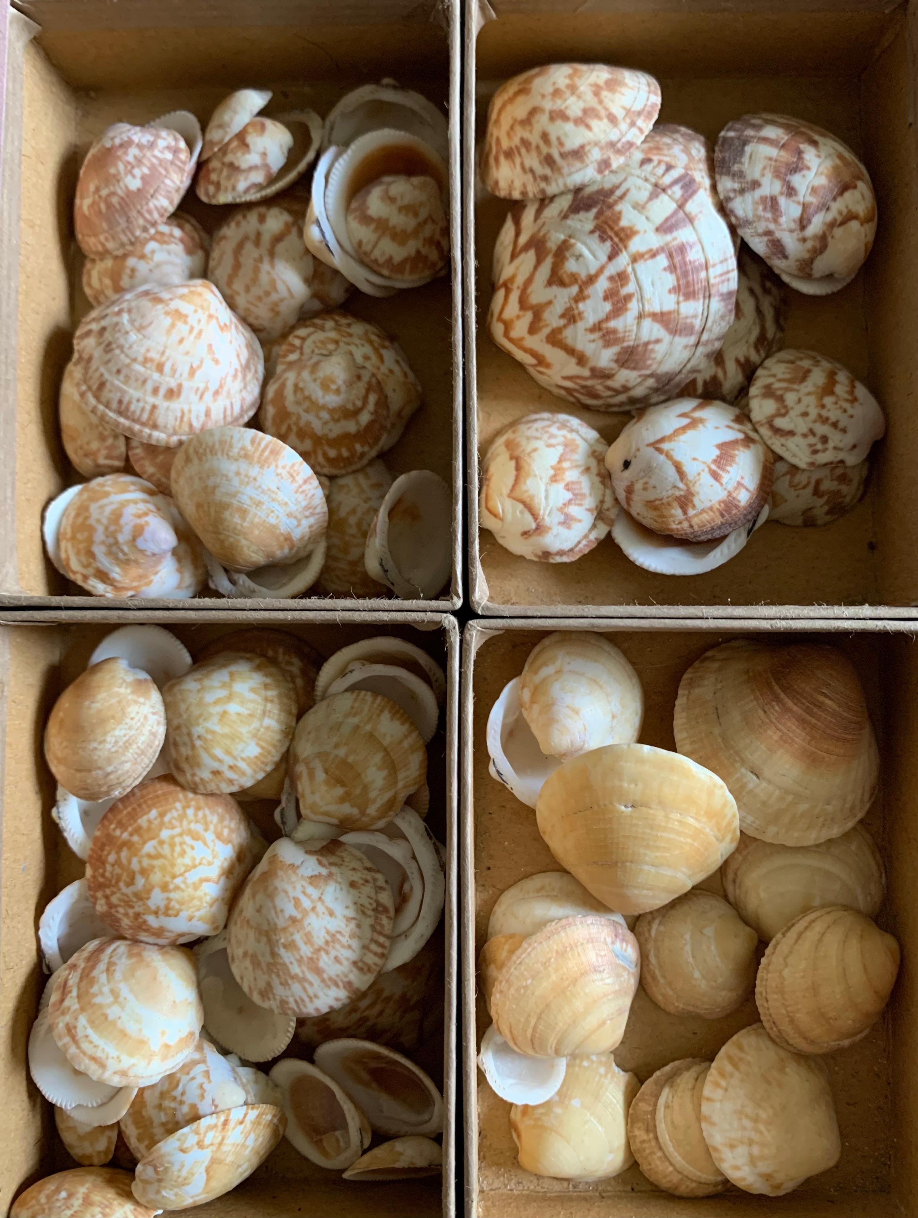 Curiosity Cabinet Naturalism Collection of Shells Circa 1900 In Good Condition For Sale In Beuzevillette, FR