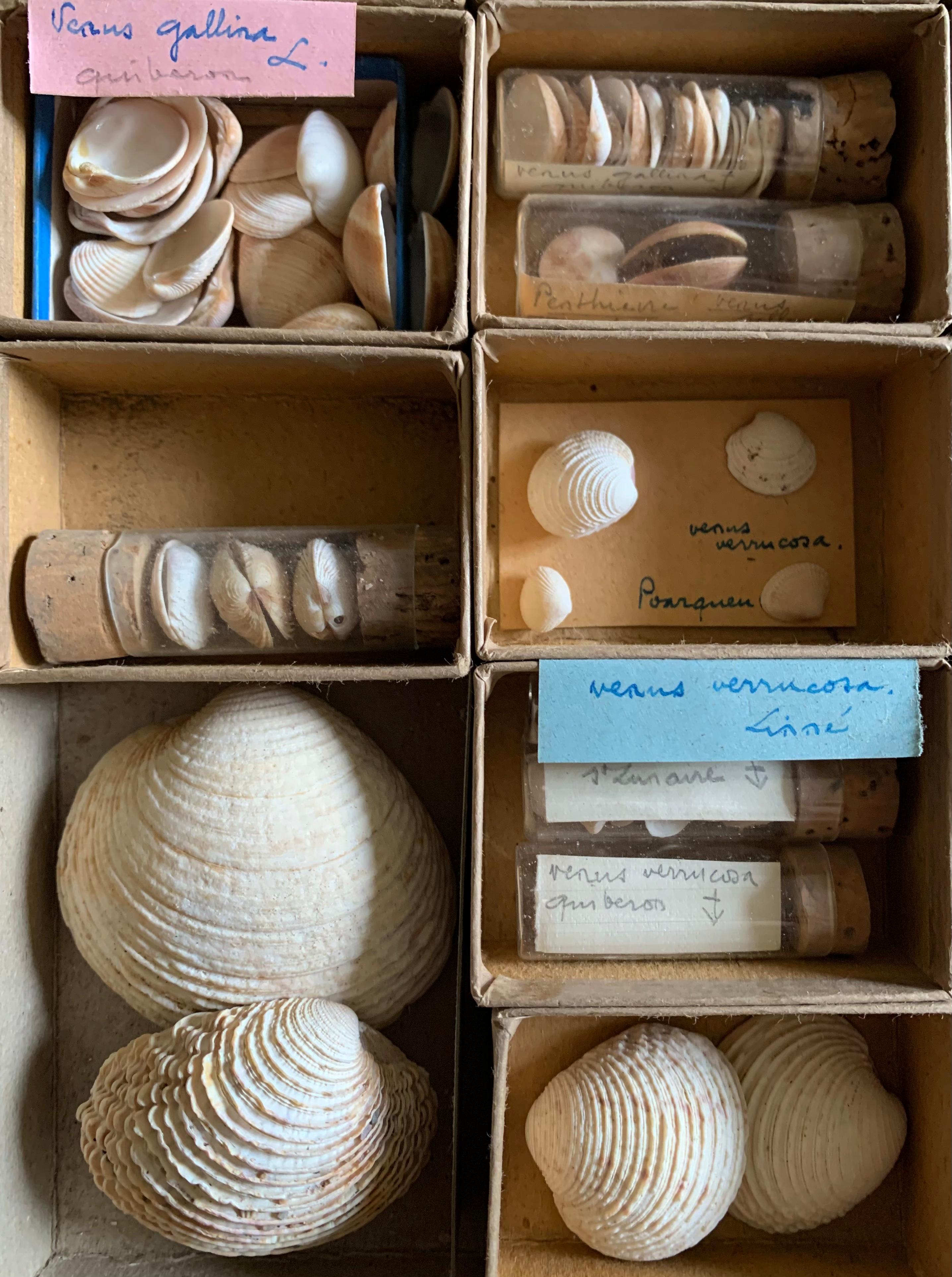 20th Century Curiosity Cabinet Naturalism Collection of Shells, Circa 1900 For Sale