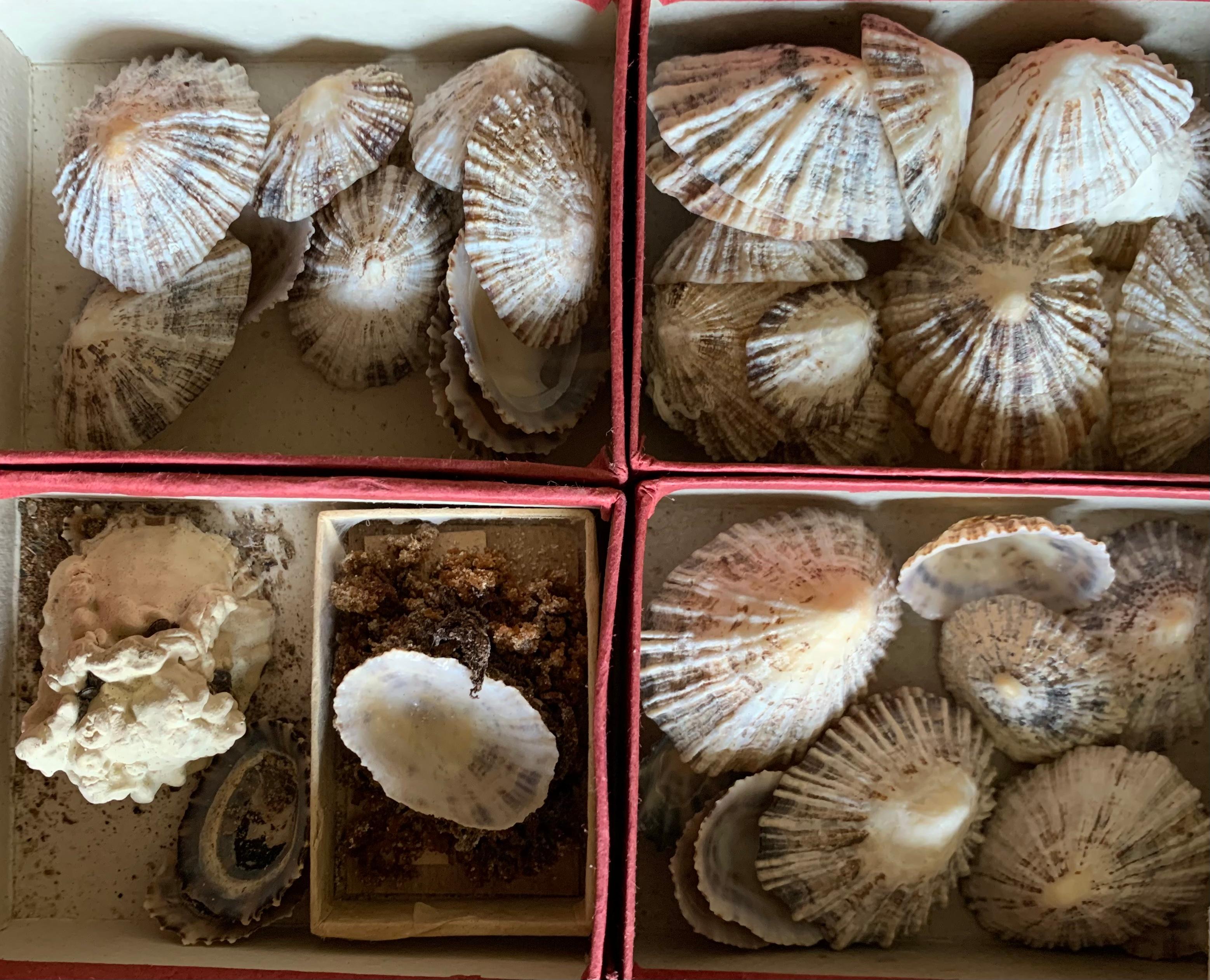 20th Century Curiosity Cabinet Naturalism Collection of Shells circa 1900 For Sale