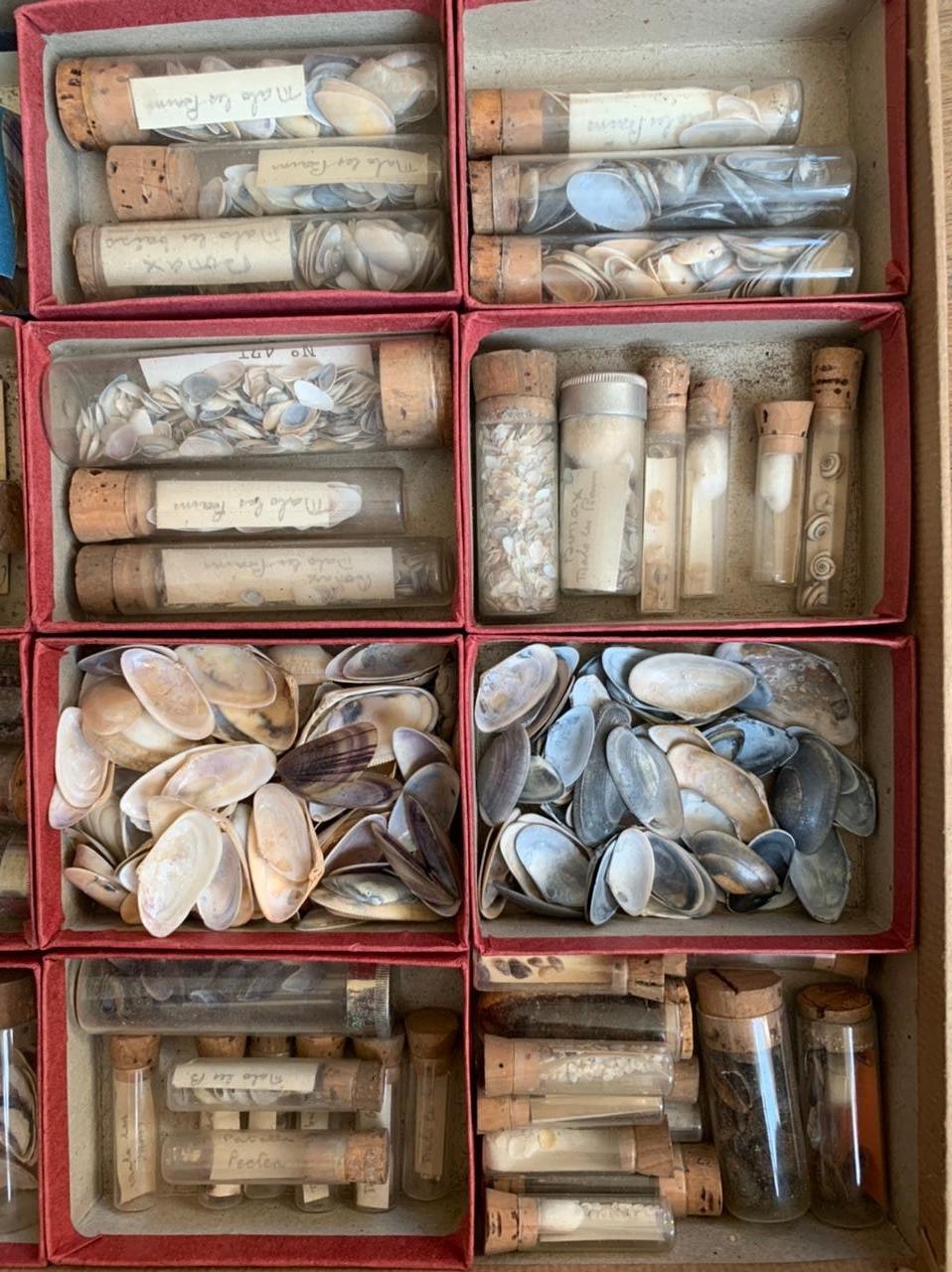 French Curiosity Cabinet Naturalism Collection of Shells, Circa 1900 For Sale