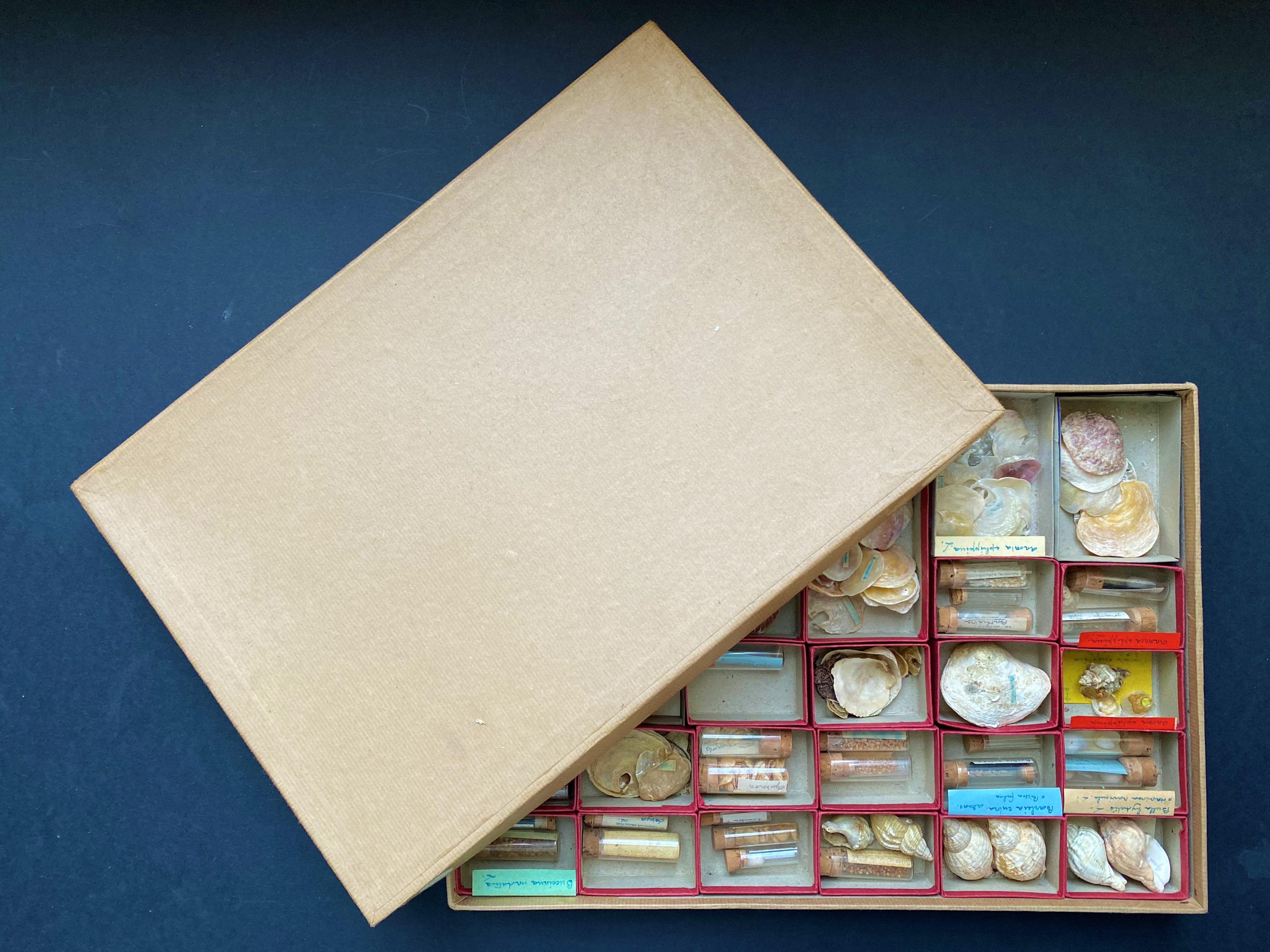 vente coquillages de collection
