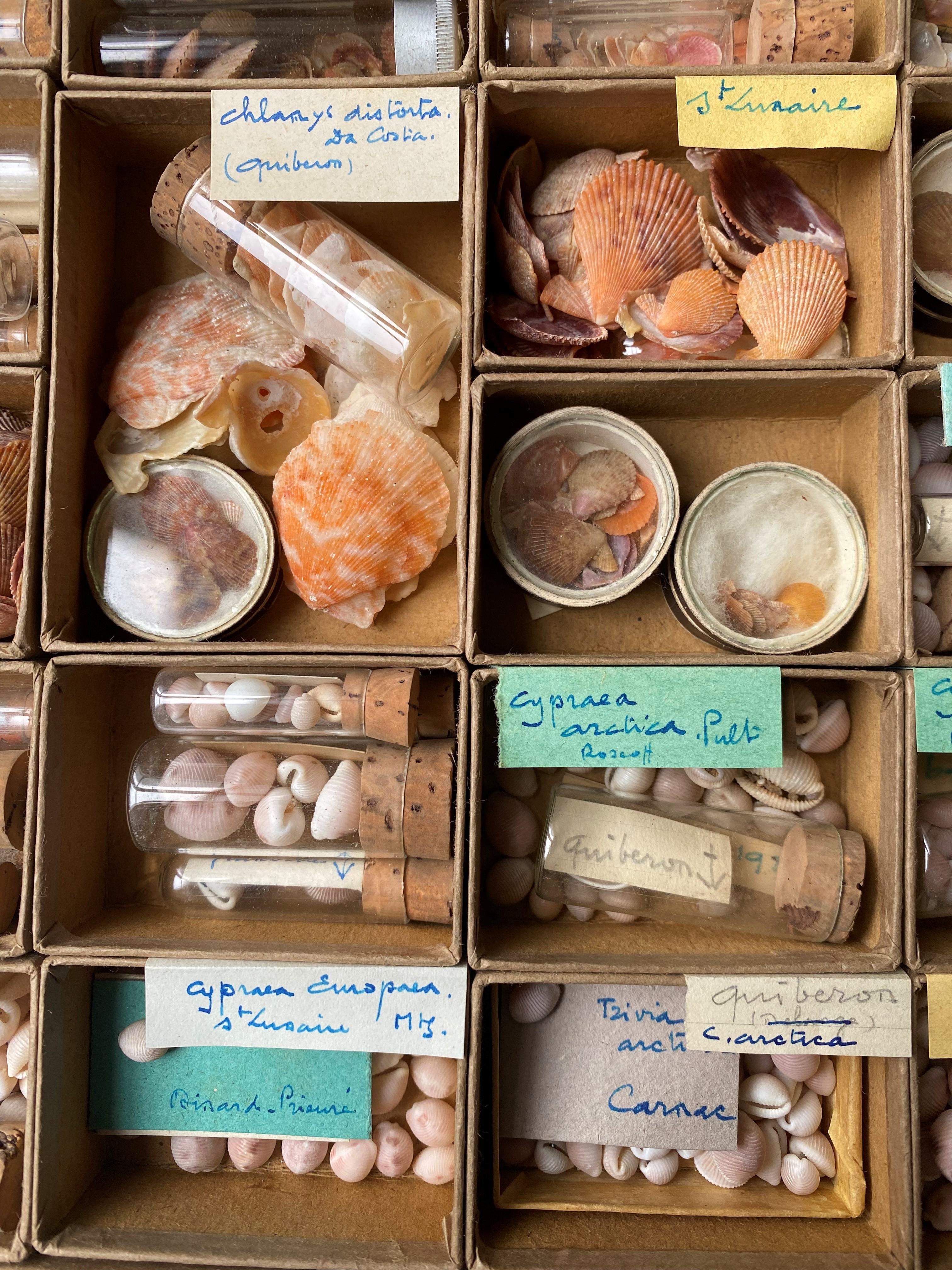 20th Century Curiosity Cabinet Naturalism Collection of Shells circa 1900