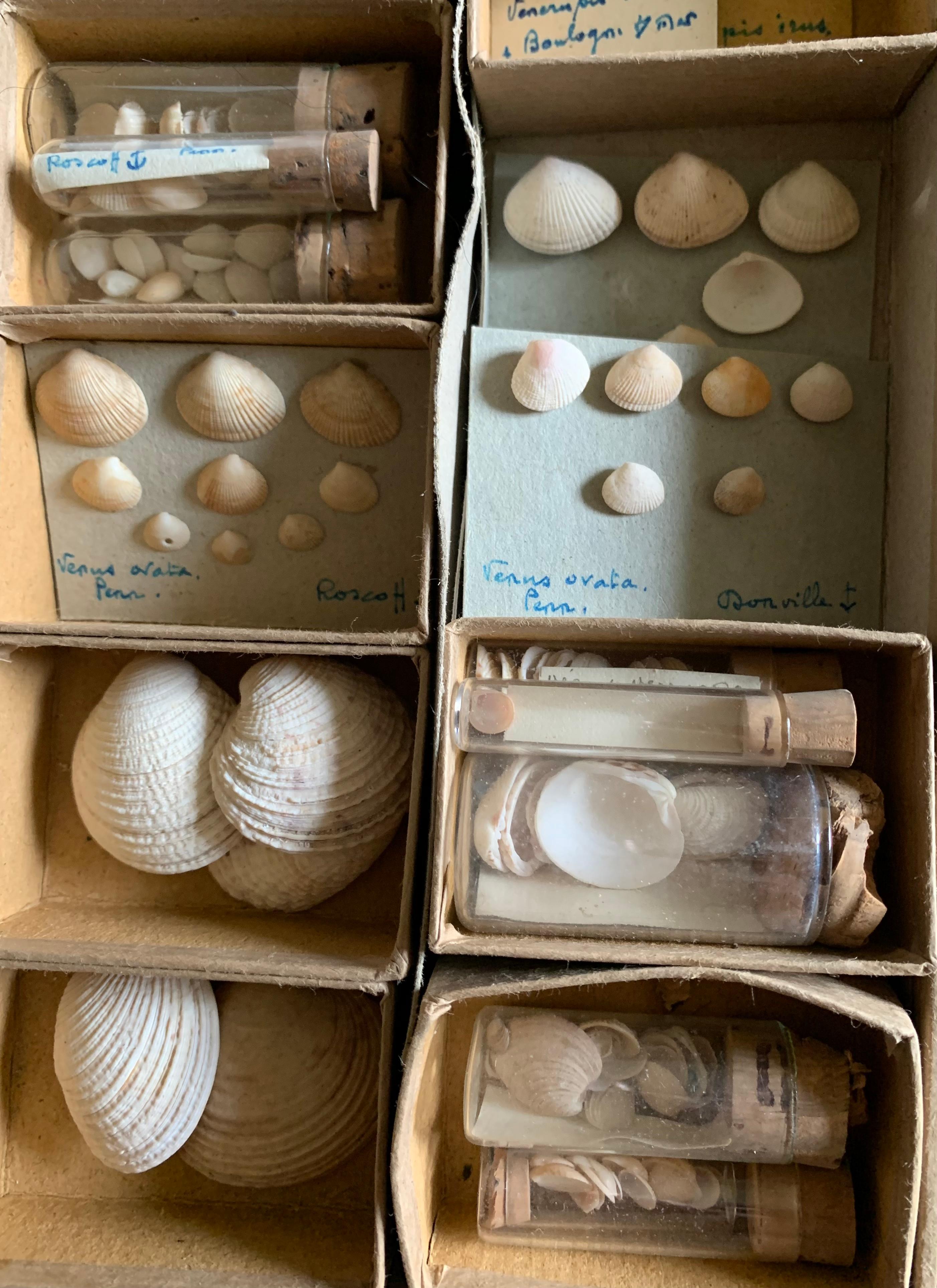 Curiosity Cabinet Naturalism Collection of Shells, Circa 1900 For Sale 1