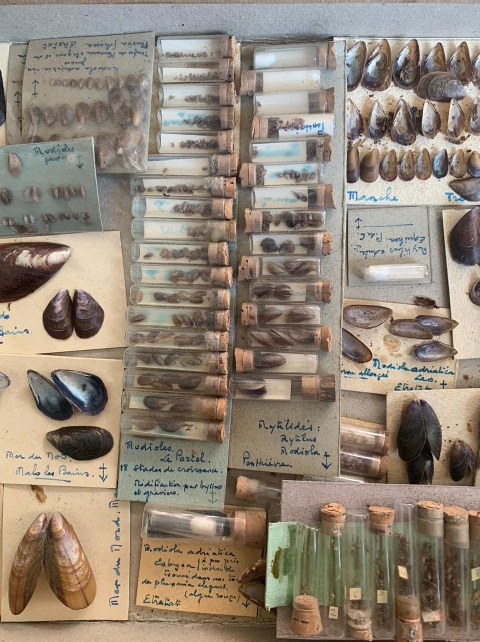 Curiosity Cabinet Naturalism Collection of Shells, Circa 1900 In Good Condition For Sale In Beuzevillette, FR