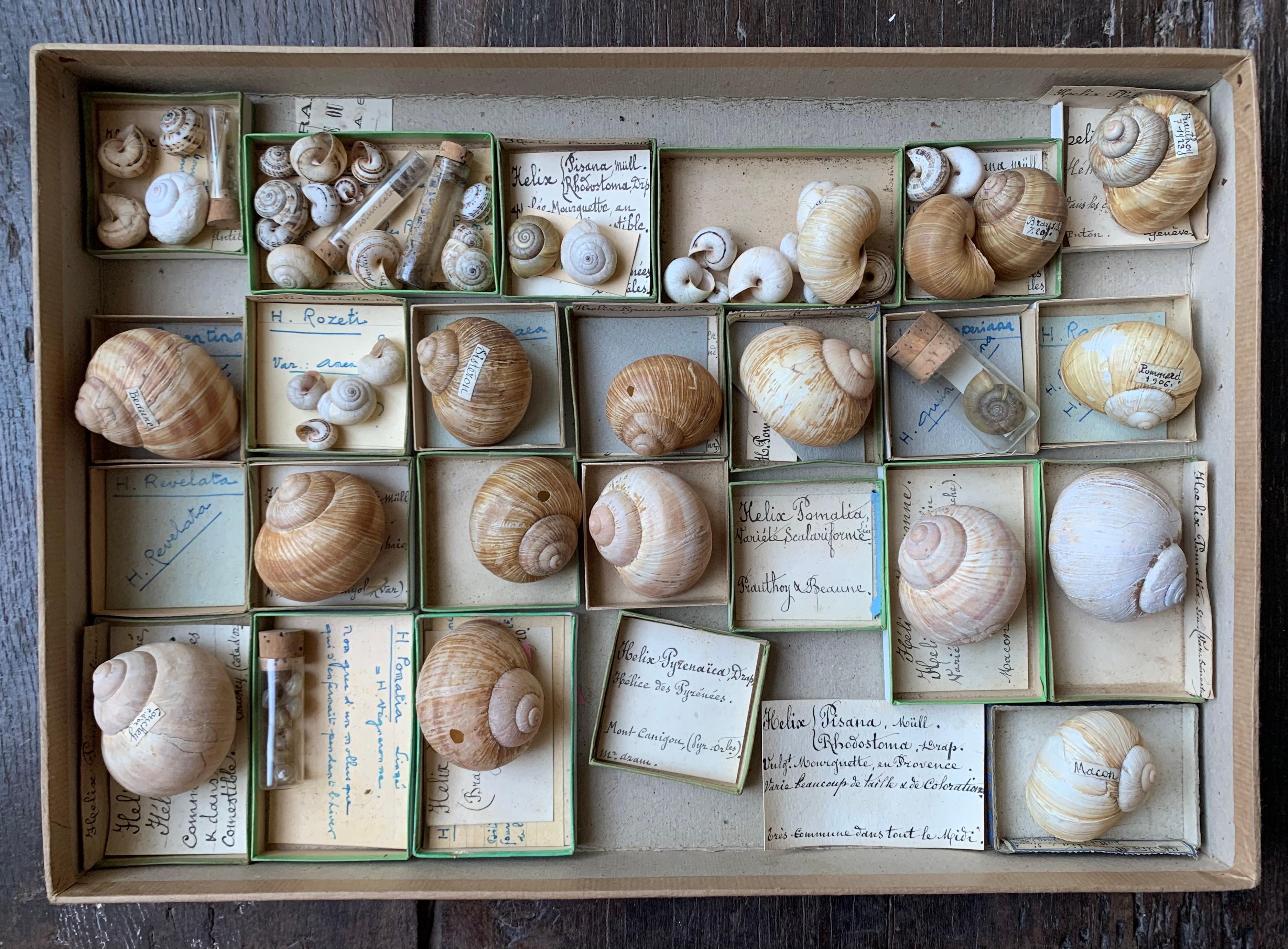 Curiosity Cabinet Naturalism Collection of Shells, Circa 1900 In Good Condition For Sale In Beuzevillette, FR