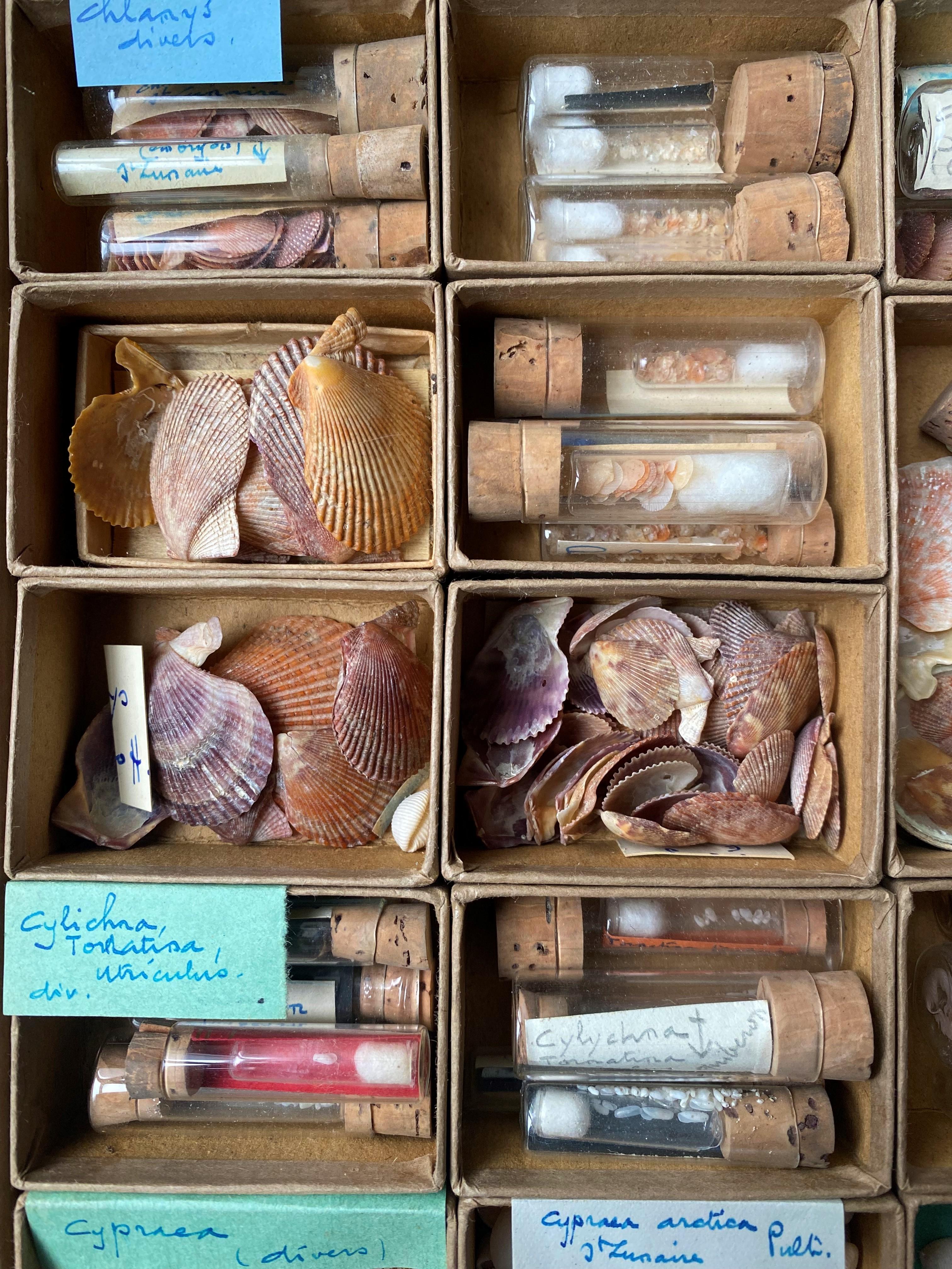 Curiosity Cabinet Naturalism Collection of Shells circa 1900 1