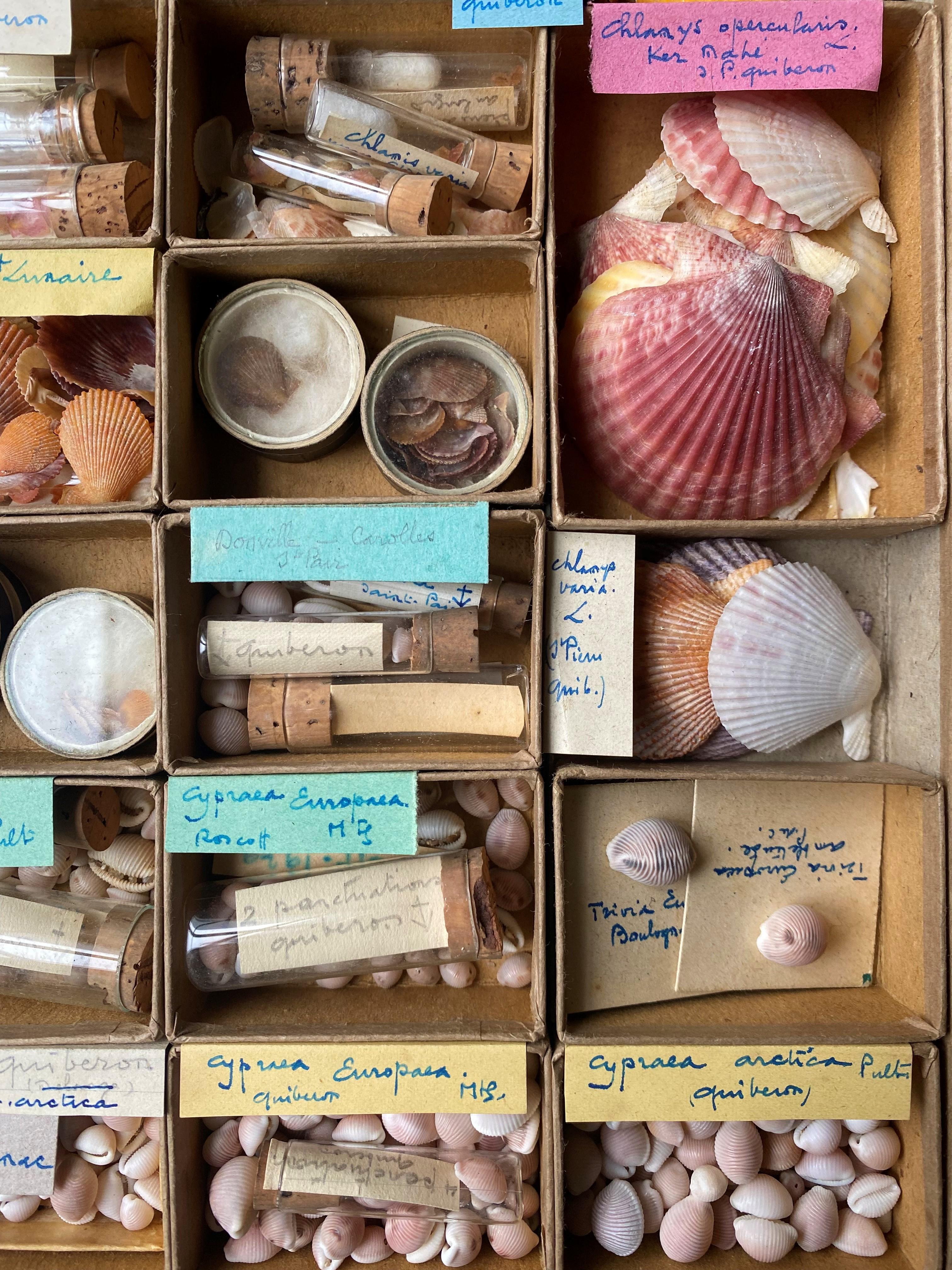 Curiosity Cabinet Naturalism Collection of Shells circa 1900 2