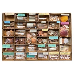 Curiosity Cabinet Naturalism Collection of Shells circa 1900