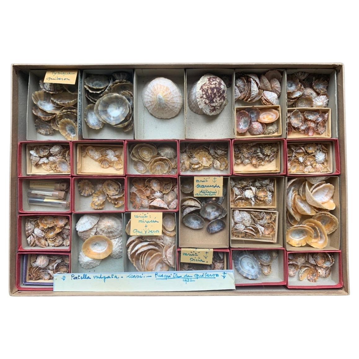 Curiosity Cabinet Naturalism Collection of Shells, Circa 1900 For Sale