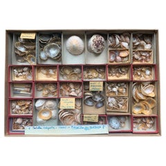 Antique Curiosity Cabinet Naturalism Collection of Shells, Circa 1900