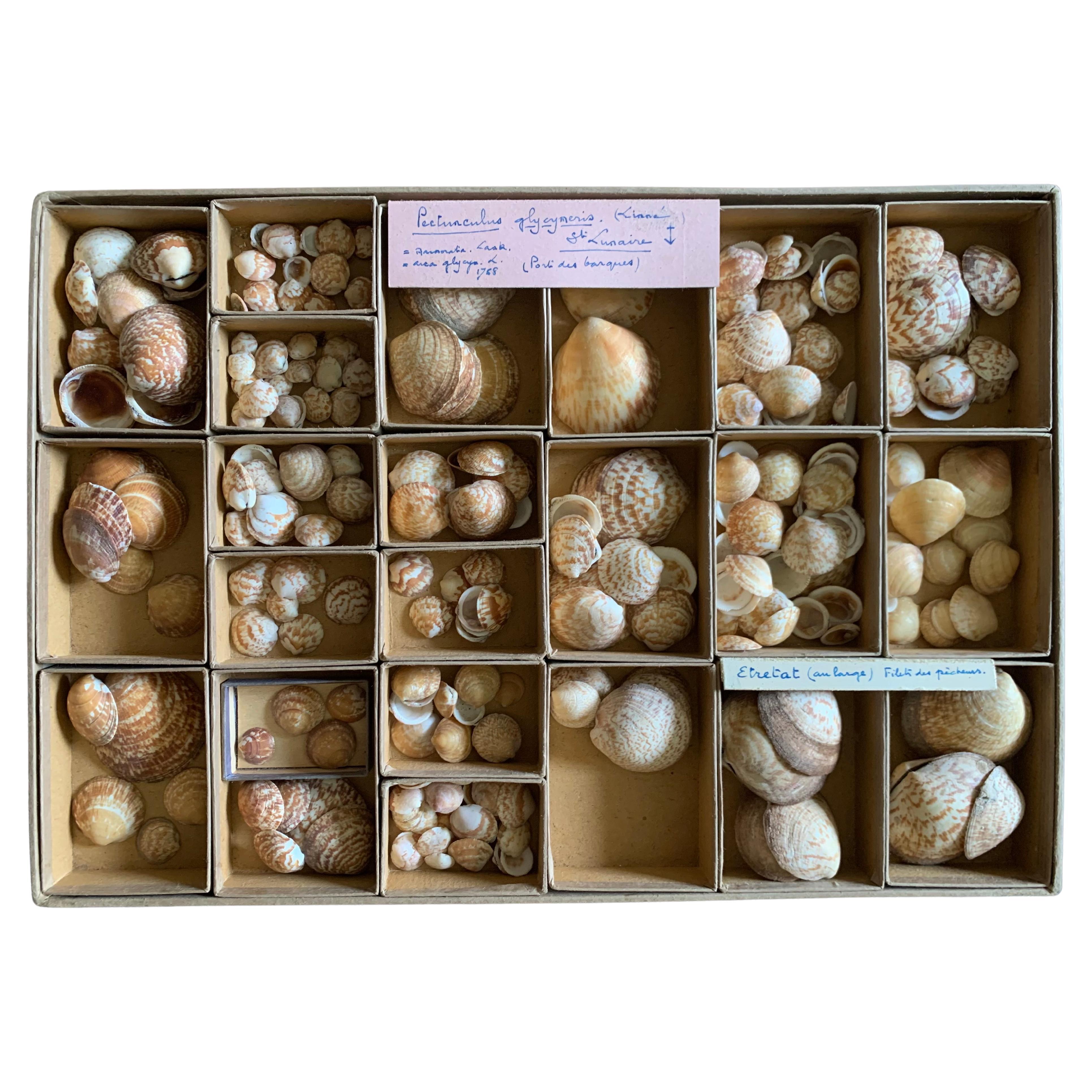 Curiosity Cabinet Naturalism Collection of Shells Circa 1900