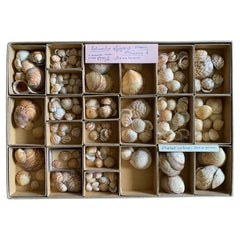 Antique Curiosity Cabinet Naturalism Collection of Shells Circa 1900