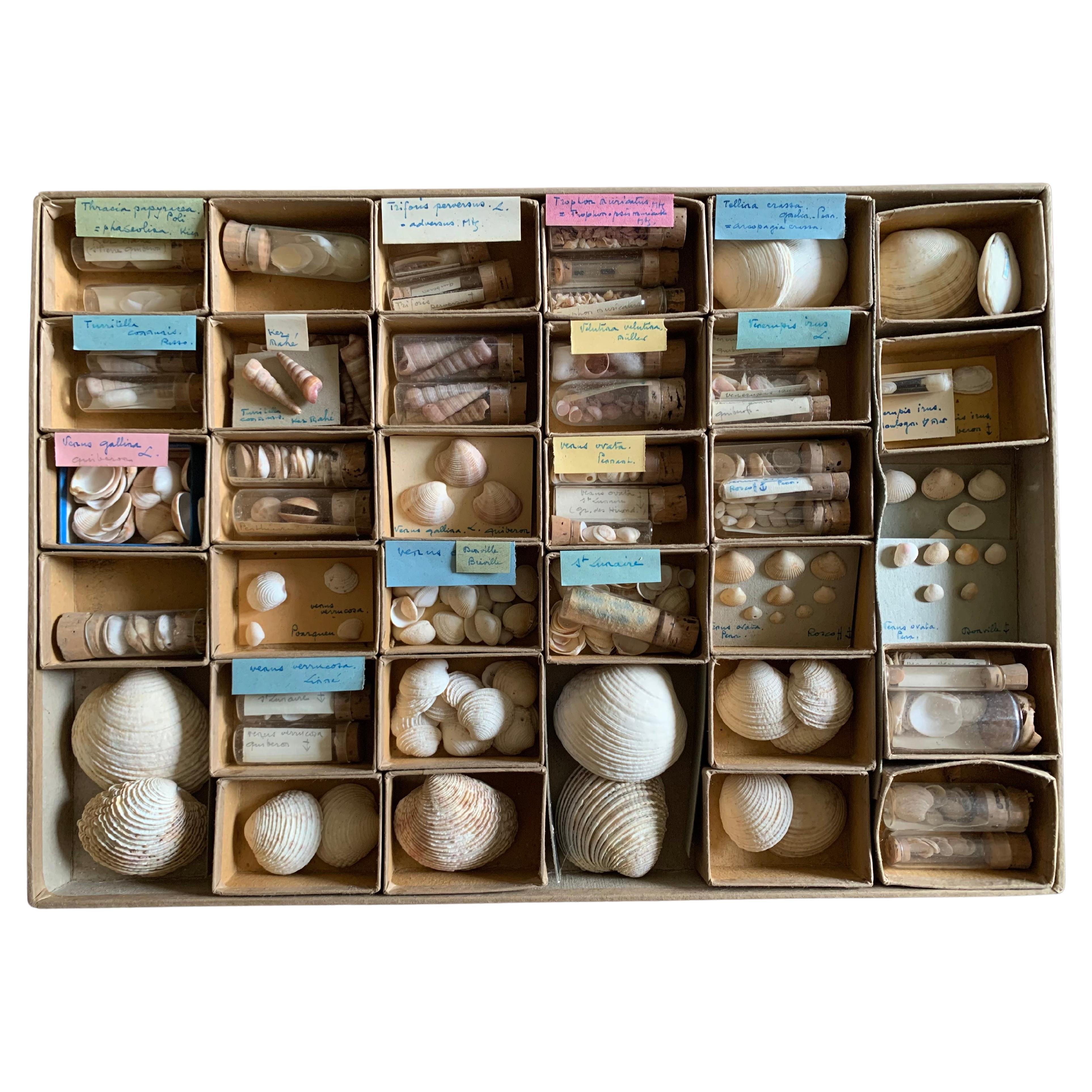 Curiosity Cabinet Naturalism Collection of Shells, Circa 1900