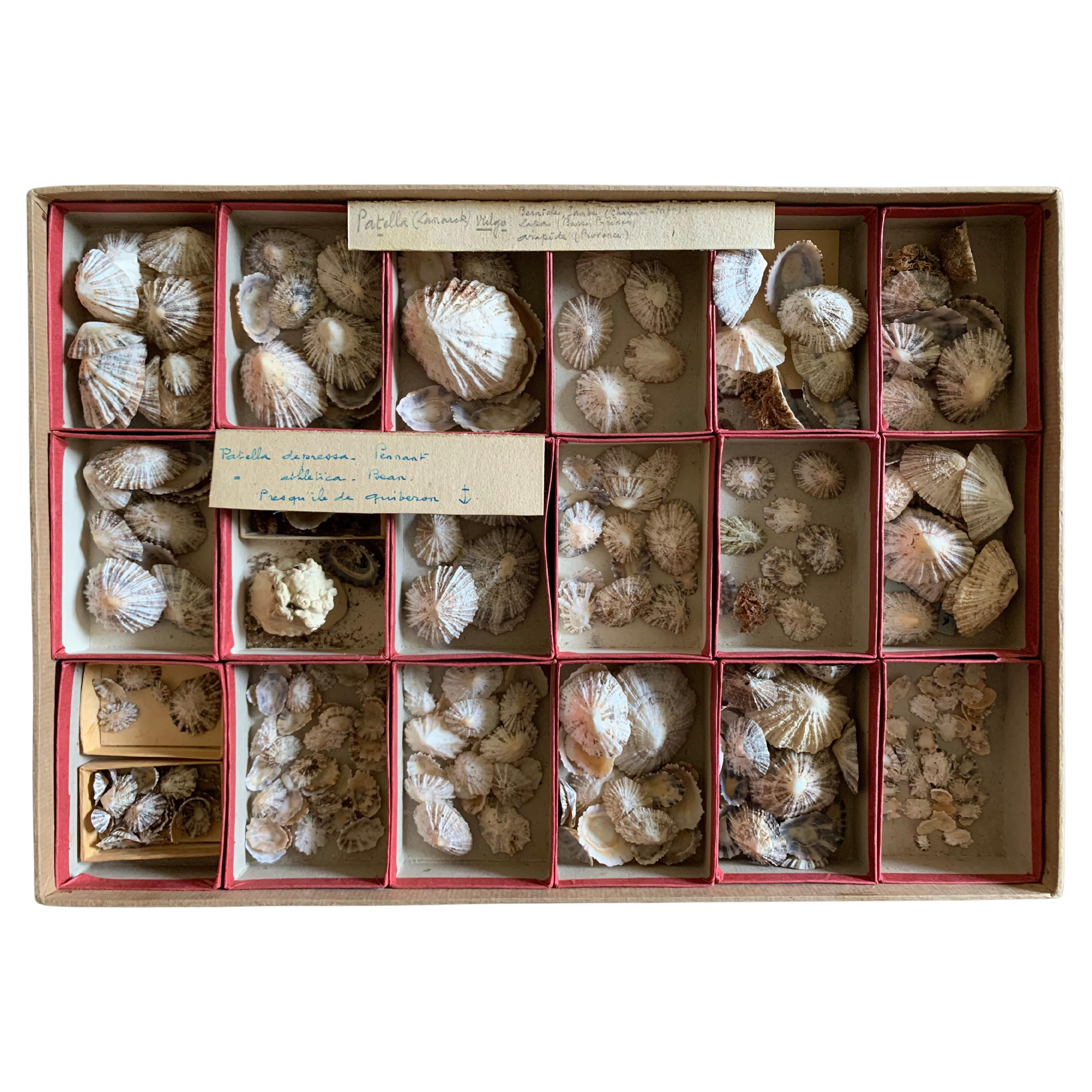 Curiosity Cabinet Naturalism Collection of Shells circa 1900 For Sale