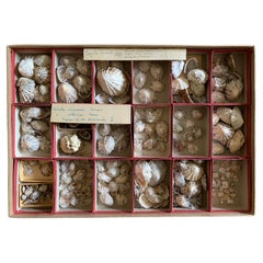 Curiosity Cabinet Naturalism Collection of Shells circa 1900