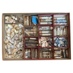 Curiosity Cabinet Naturalism Collection of Shells, Circa 1900