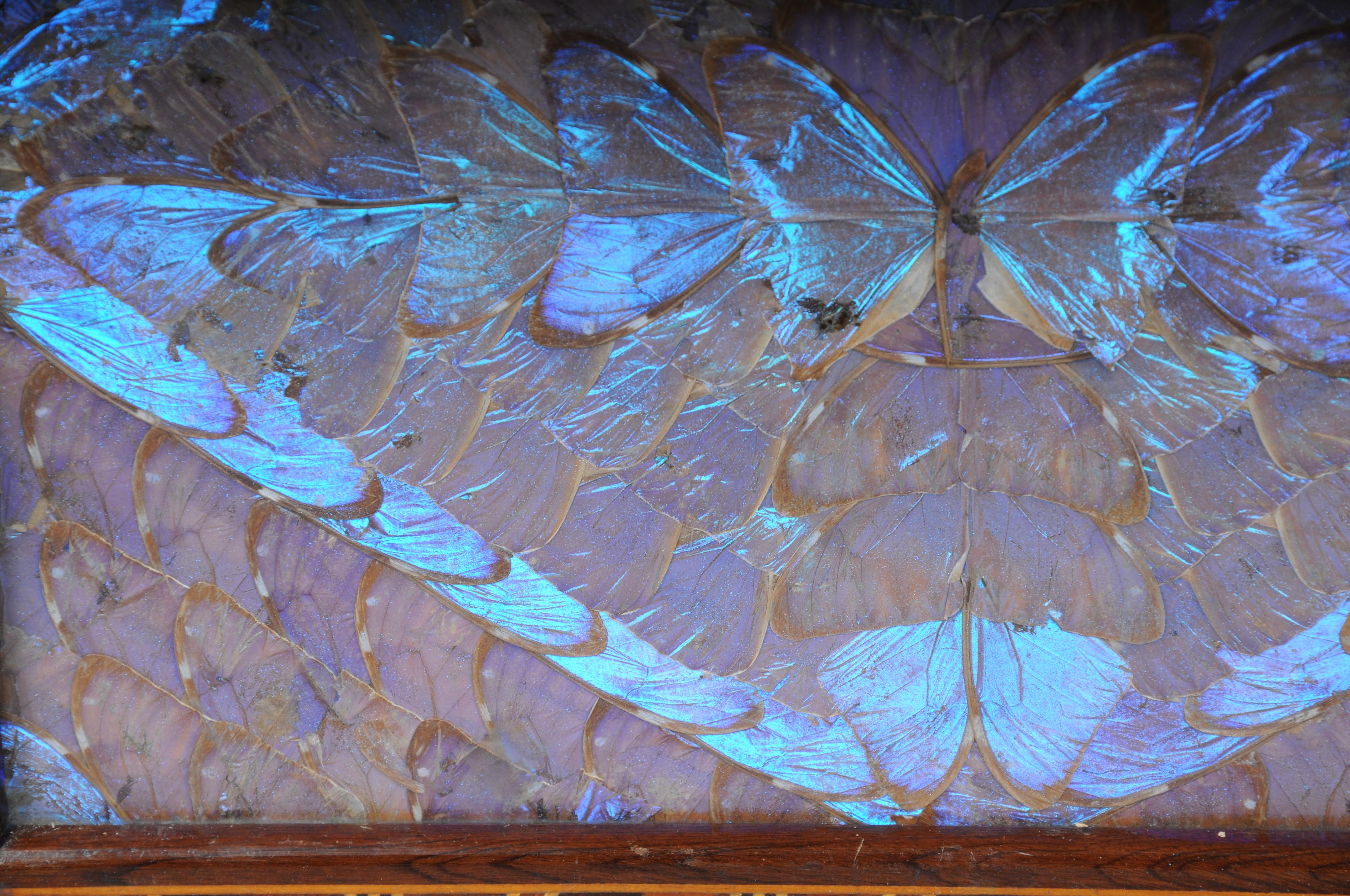 Schillerndes antikes Tablett mit echten Schmetterlingsflügeln (Holz) im Angebot