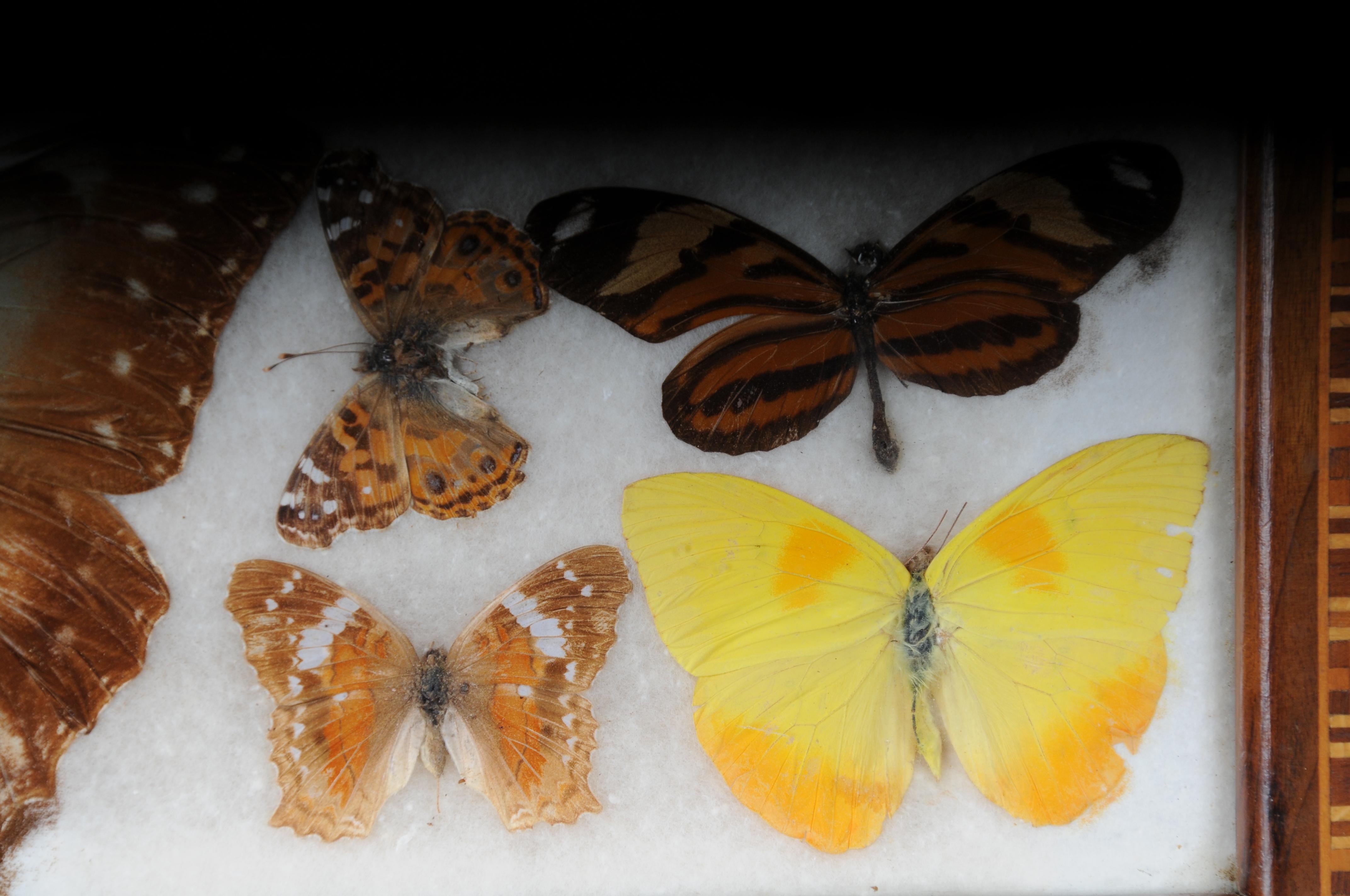 Curious Antikes Tablett mit echten Schmetterlingsexemplaren. Sehr selten im Angebot 4