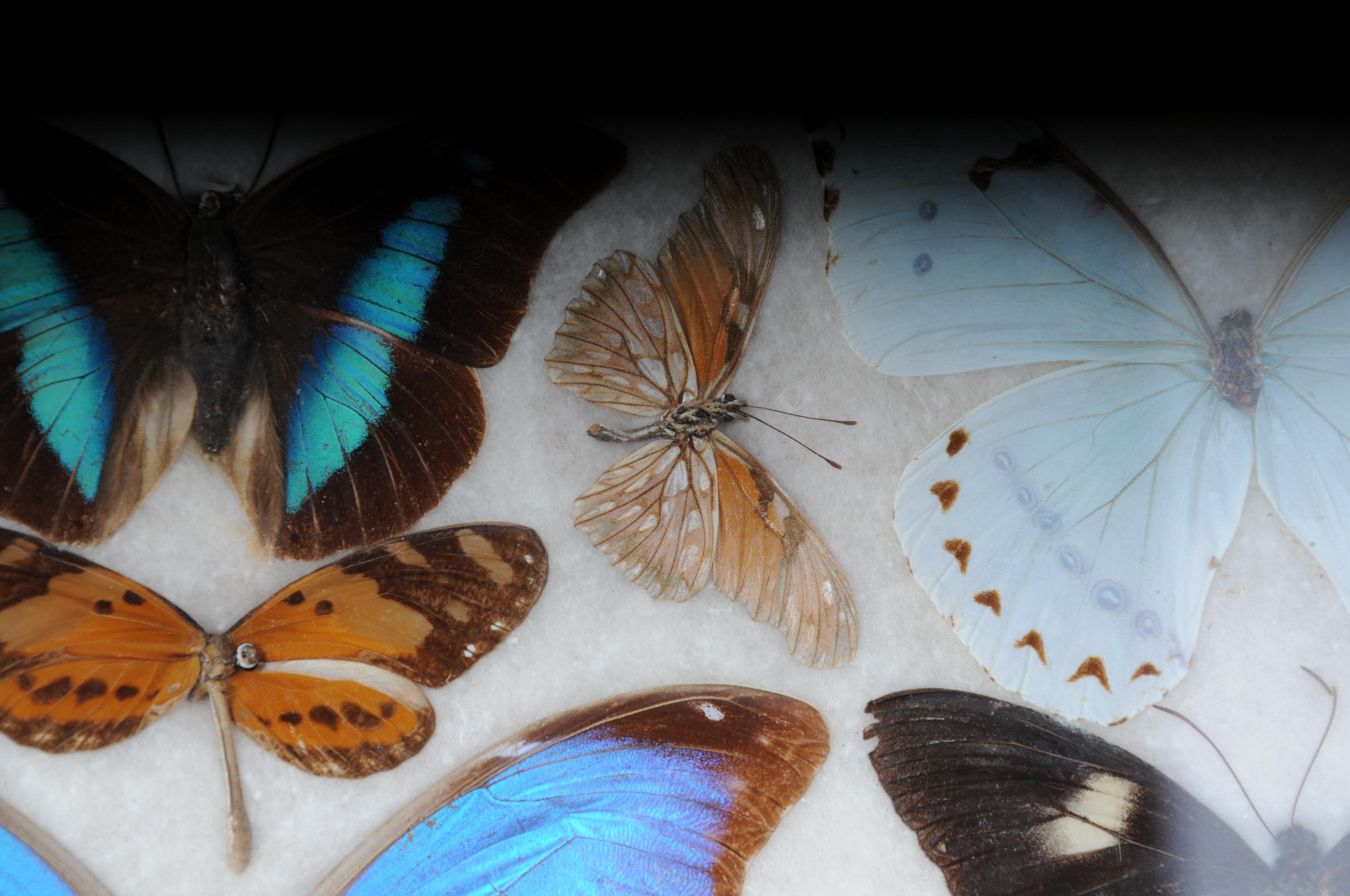 Curious Antikes Tablett mit echten Schmetterlingsexemplaren. Sehr selten im Angebot 5