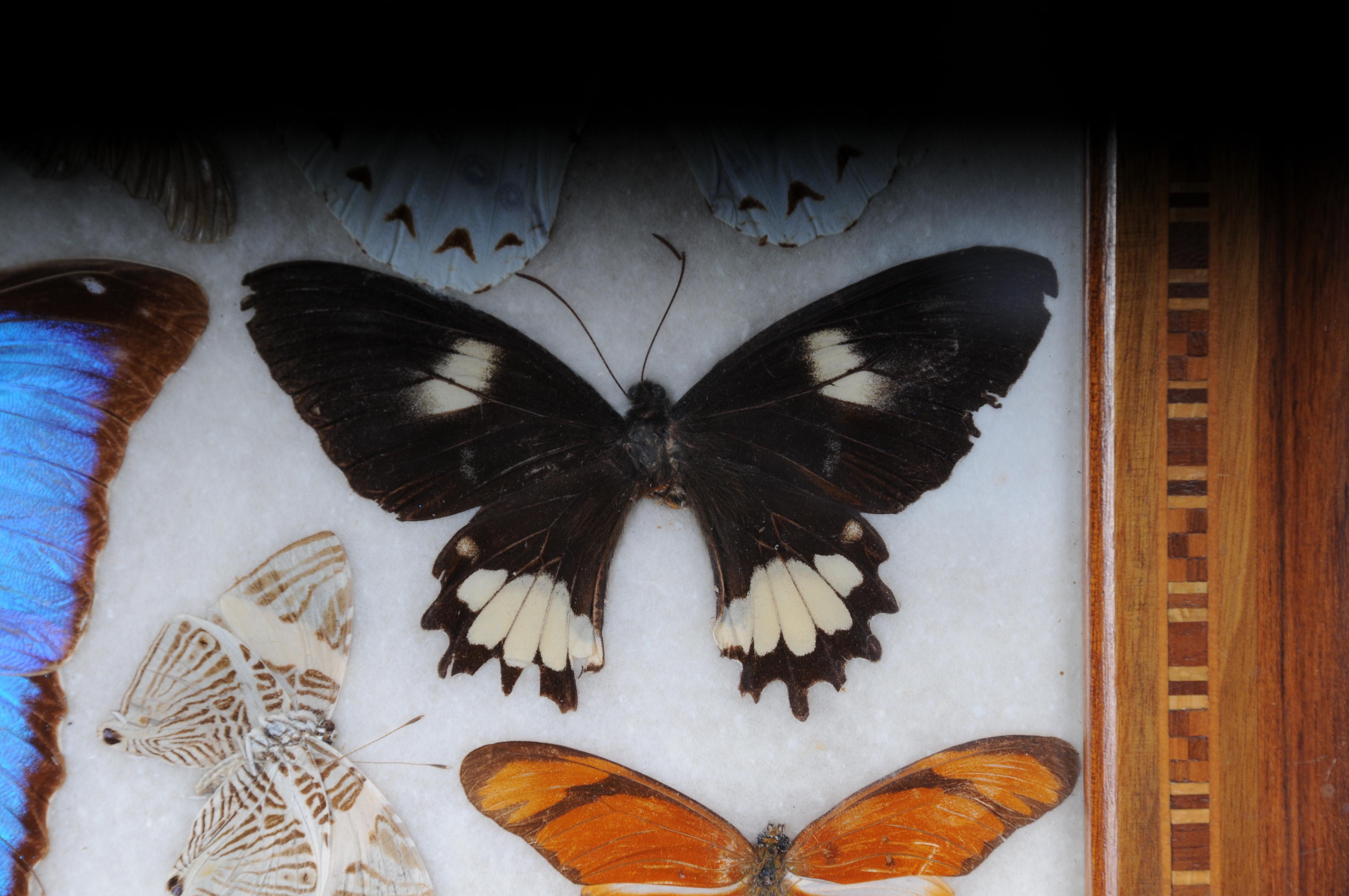 Curious Antikes Tablett mit echten Schmetterlingsexemplaren. Sehr selten im Angebot 6