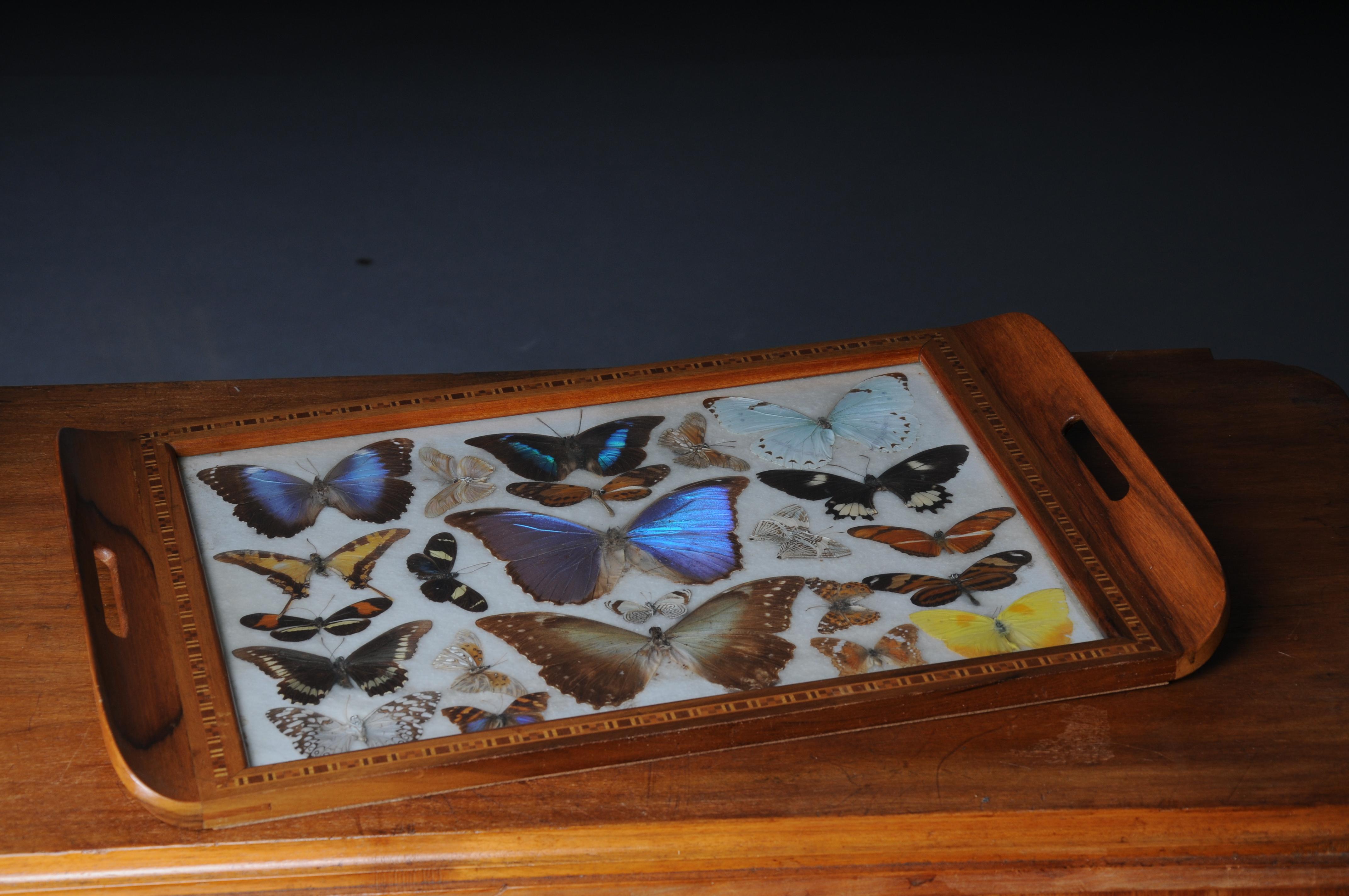 Curious antique tray with real butterfly specimens. Very rare For Sale 9