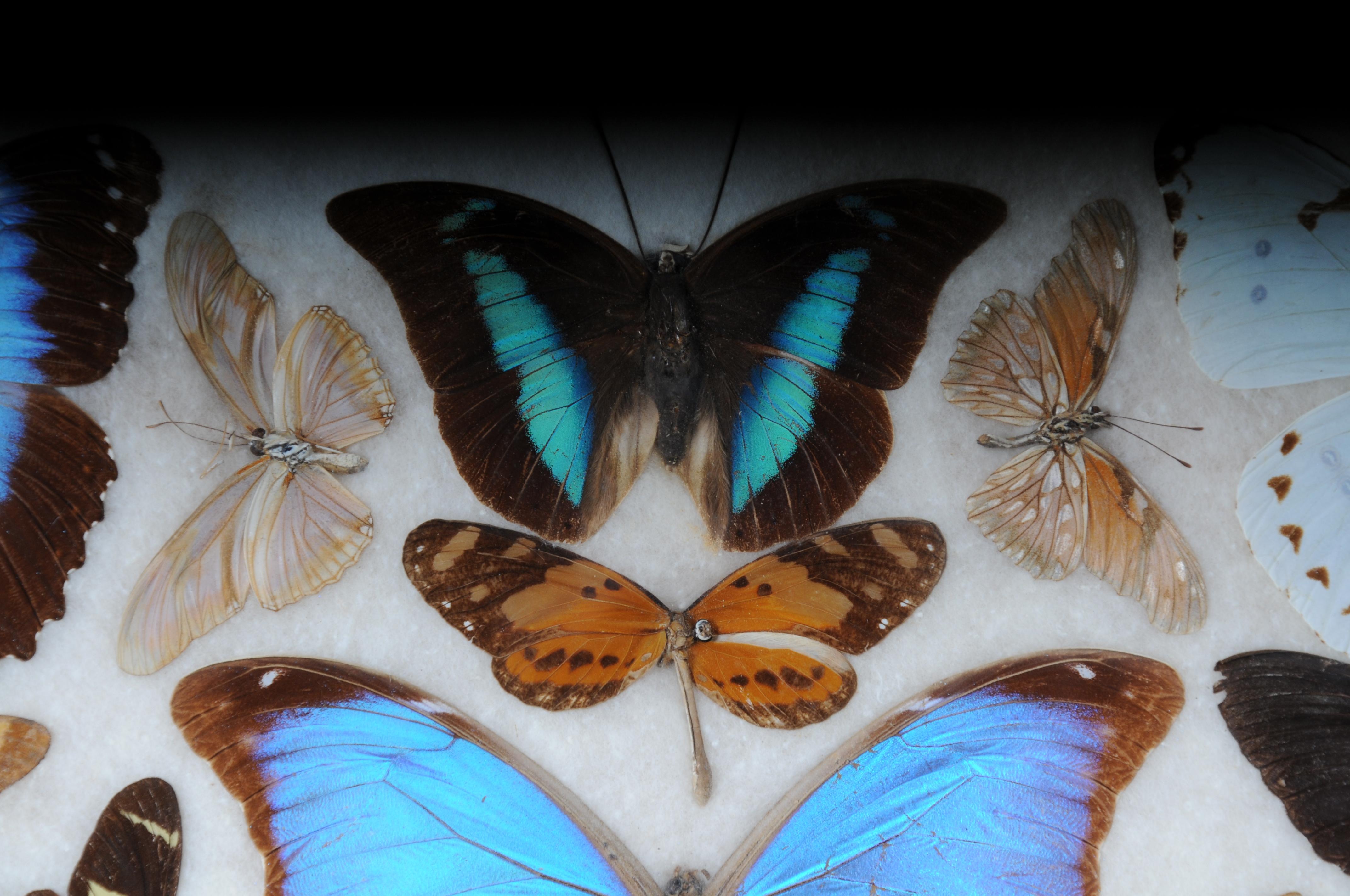 German Curious antique tray with real butterfly specimens. Very rare For Sale