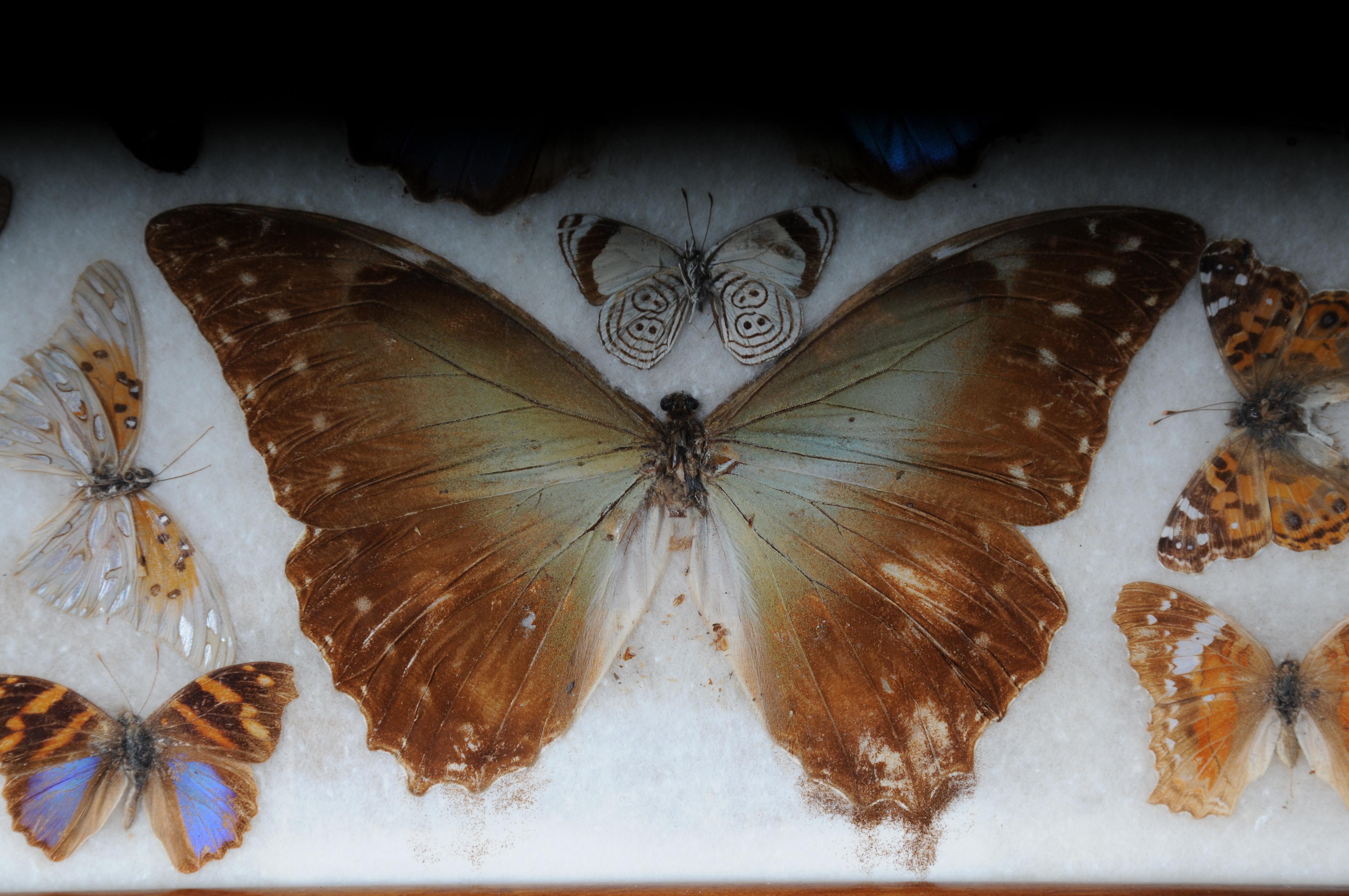 Curious antique tray with real butterfly specimens. Very rare In Good Condition For Sale In Berlin, DE