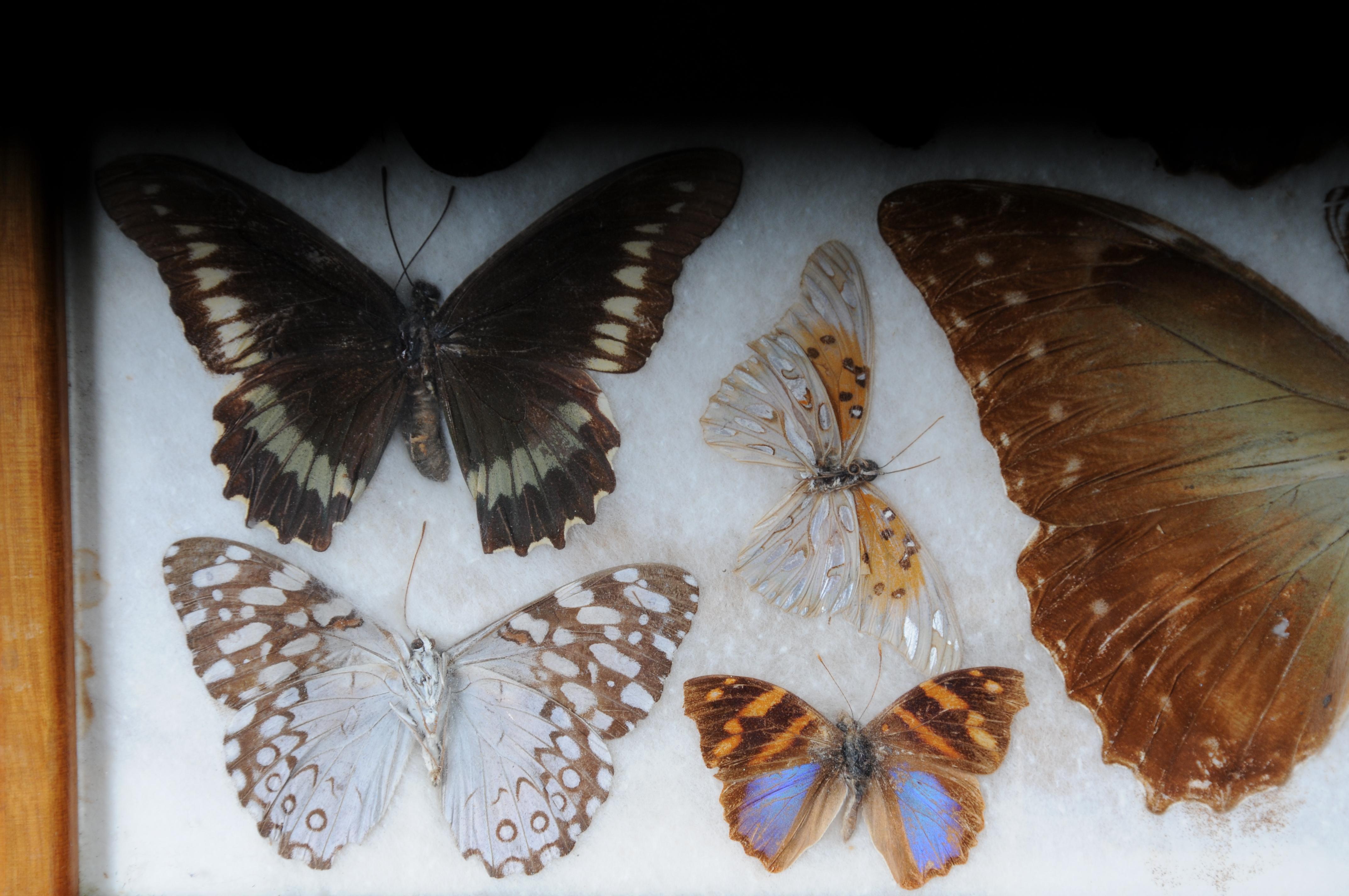 20th Century Curious antique tray with real butterfly specimens. Very rare For Sale