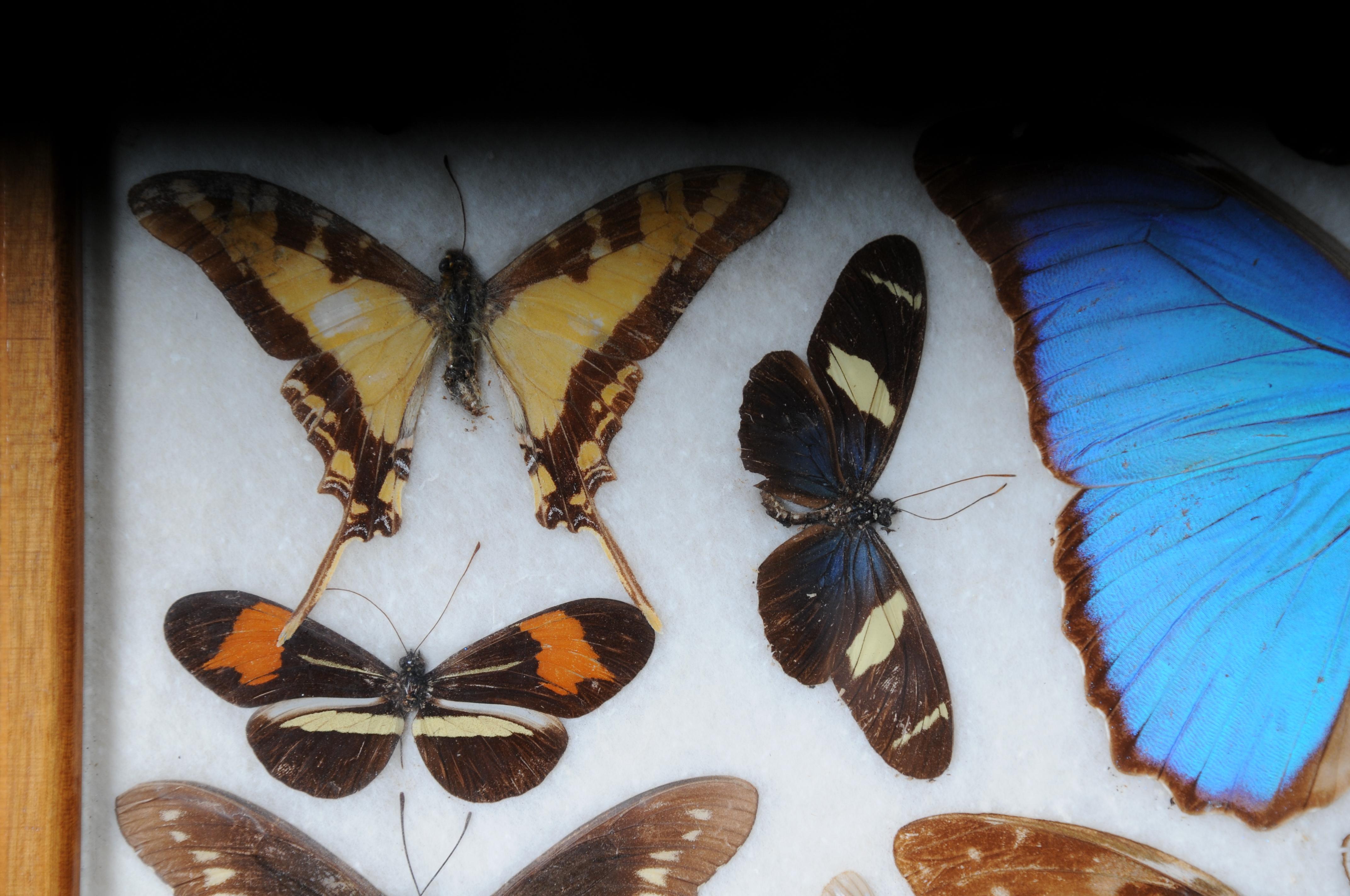 Curious Antikes Tablett mit echten Schmetterlingsexemplaren. Sehr selten (Holz) im Angebot