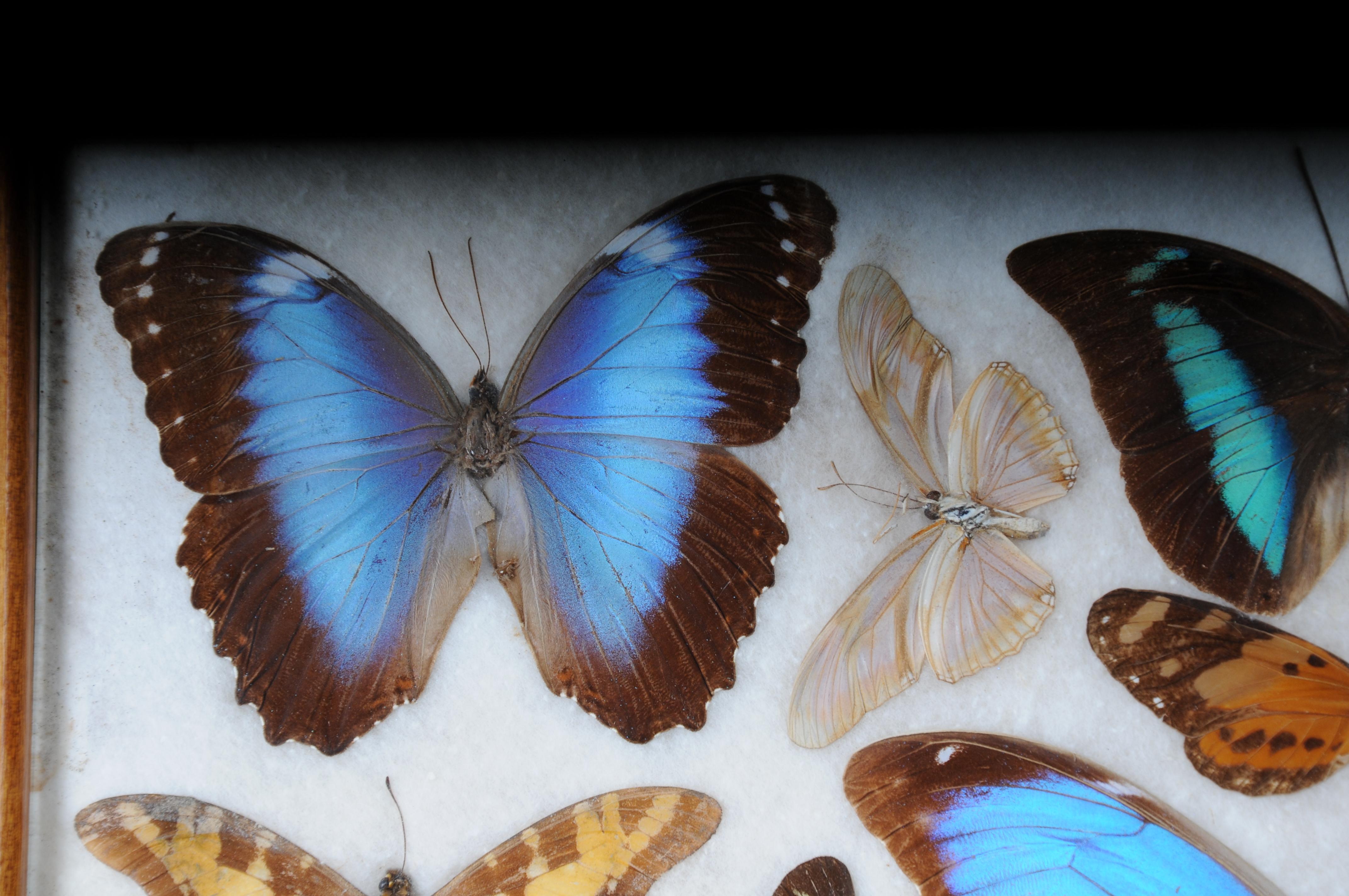 20th Century Curious antique tray with real butterfly specimens. Very rare For Sale