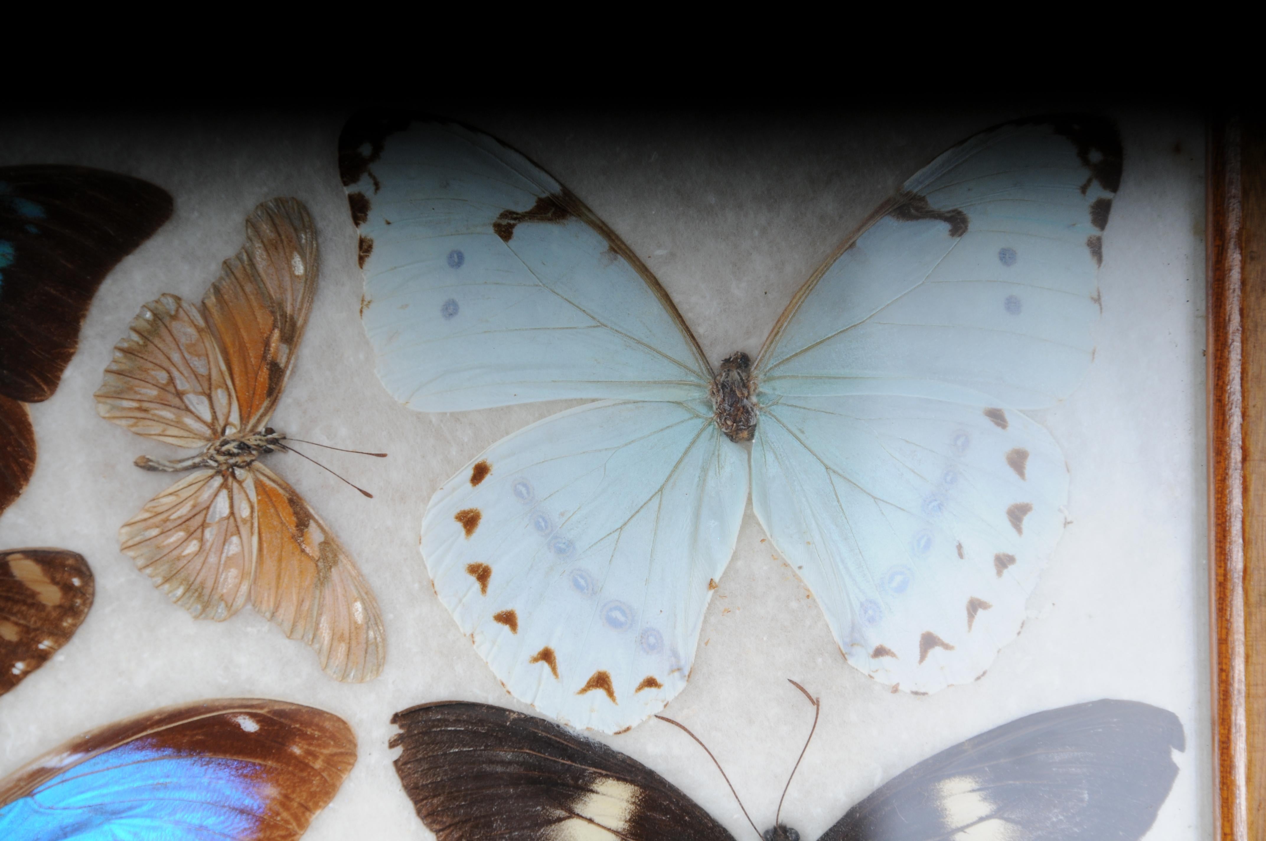 Curious Antikes Tablett mit echten Schmetterlingsexemplaren. Sehr selten im Angebot 2