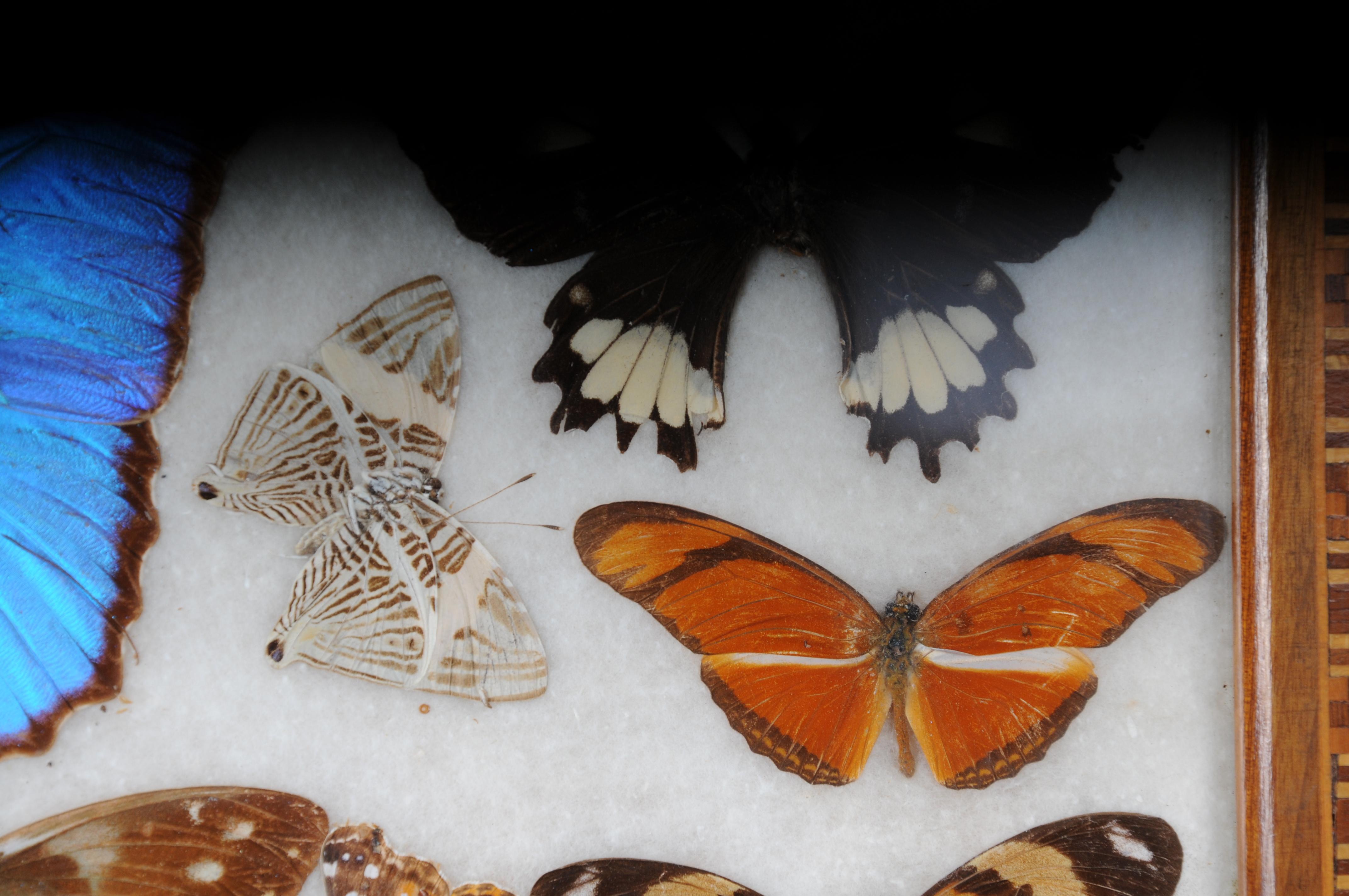 Curious Antikes Tablett mit echten Schmetterlingsexemplaren. Sehr selten im Angebot 3