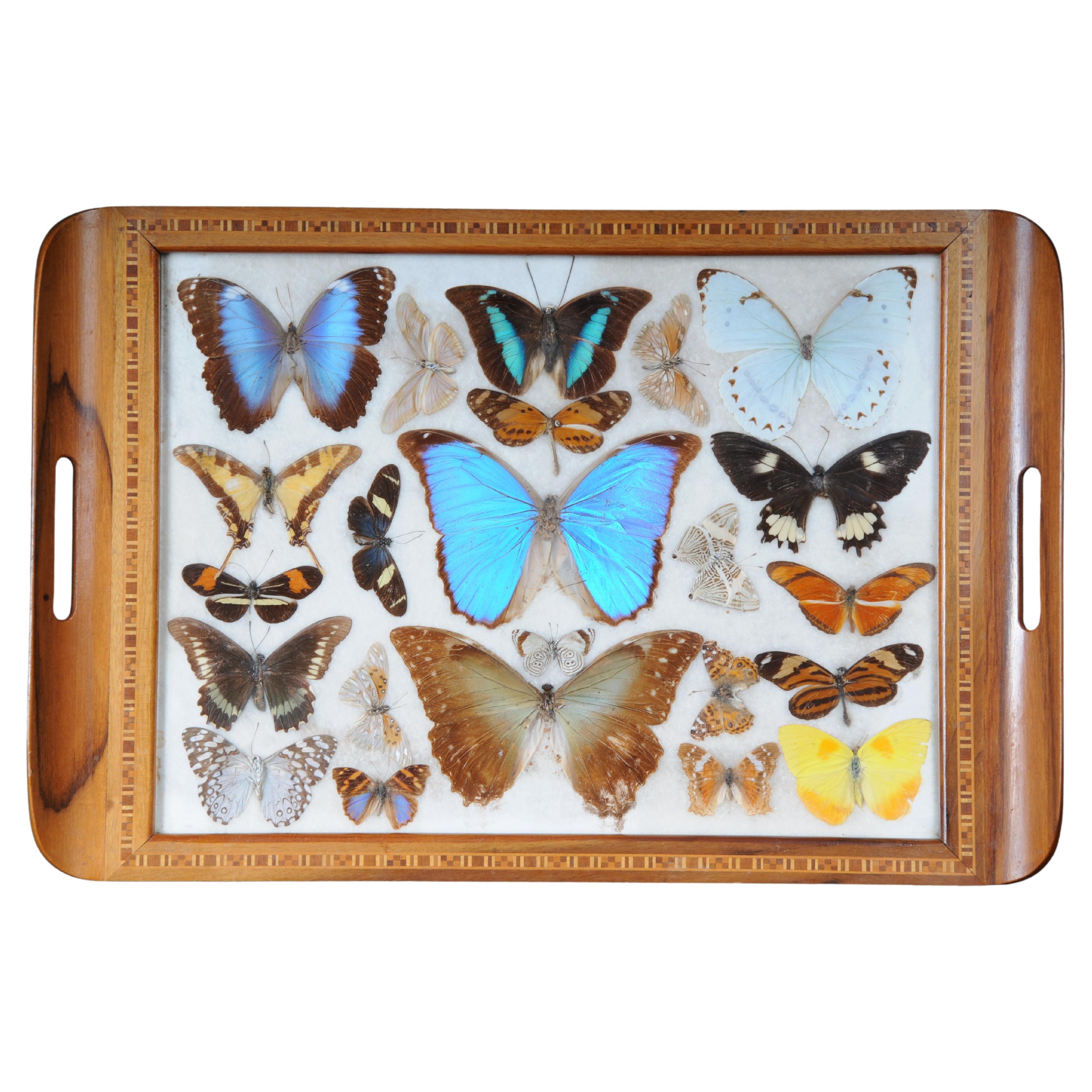 Curious antique tray with real butterfly specimens. Very rare For Sale