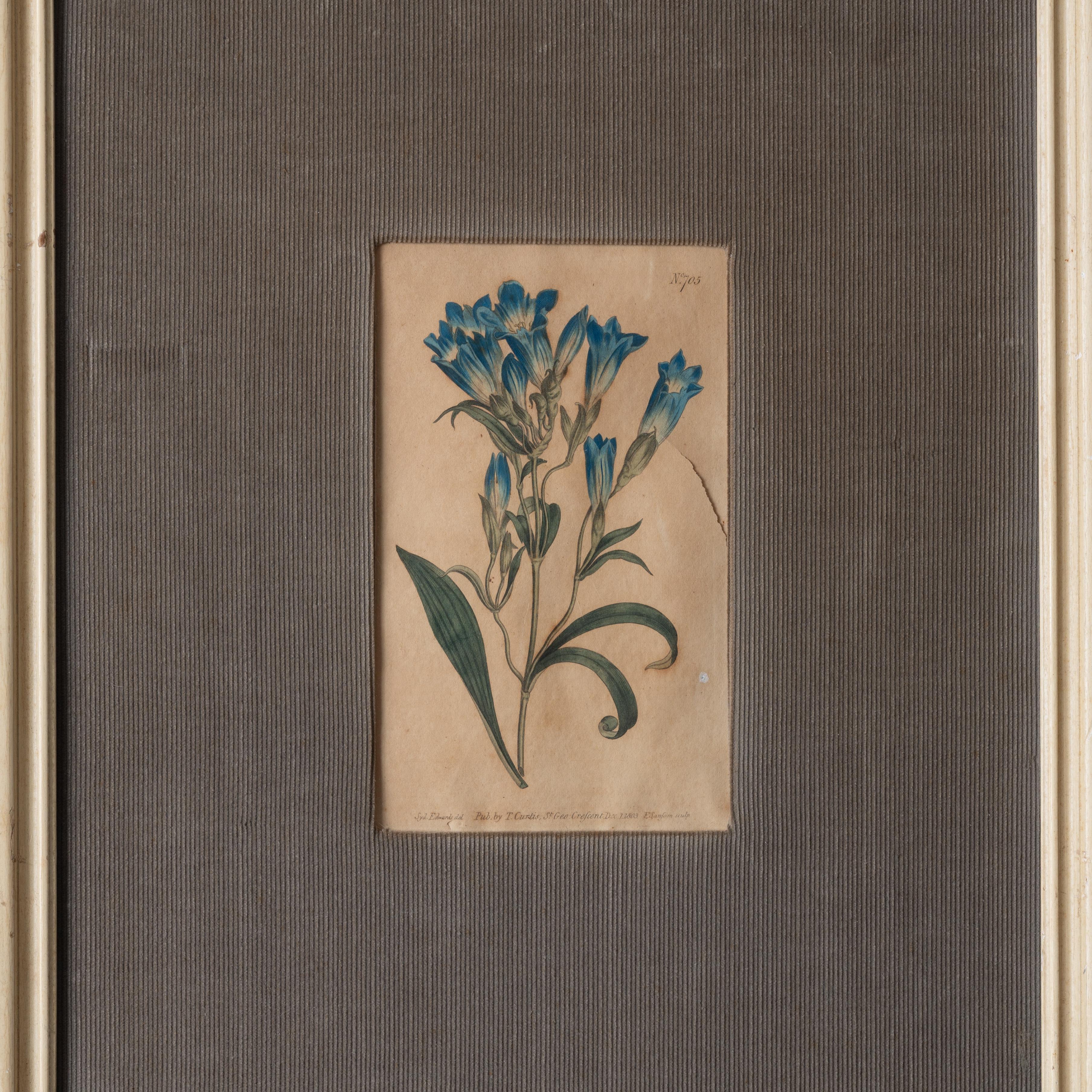 Curtis Botanical Magazine, Blumendrucke von Curtis, um 1810 (Britisch) im Angebot
