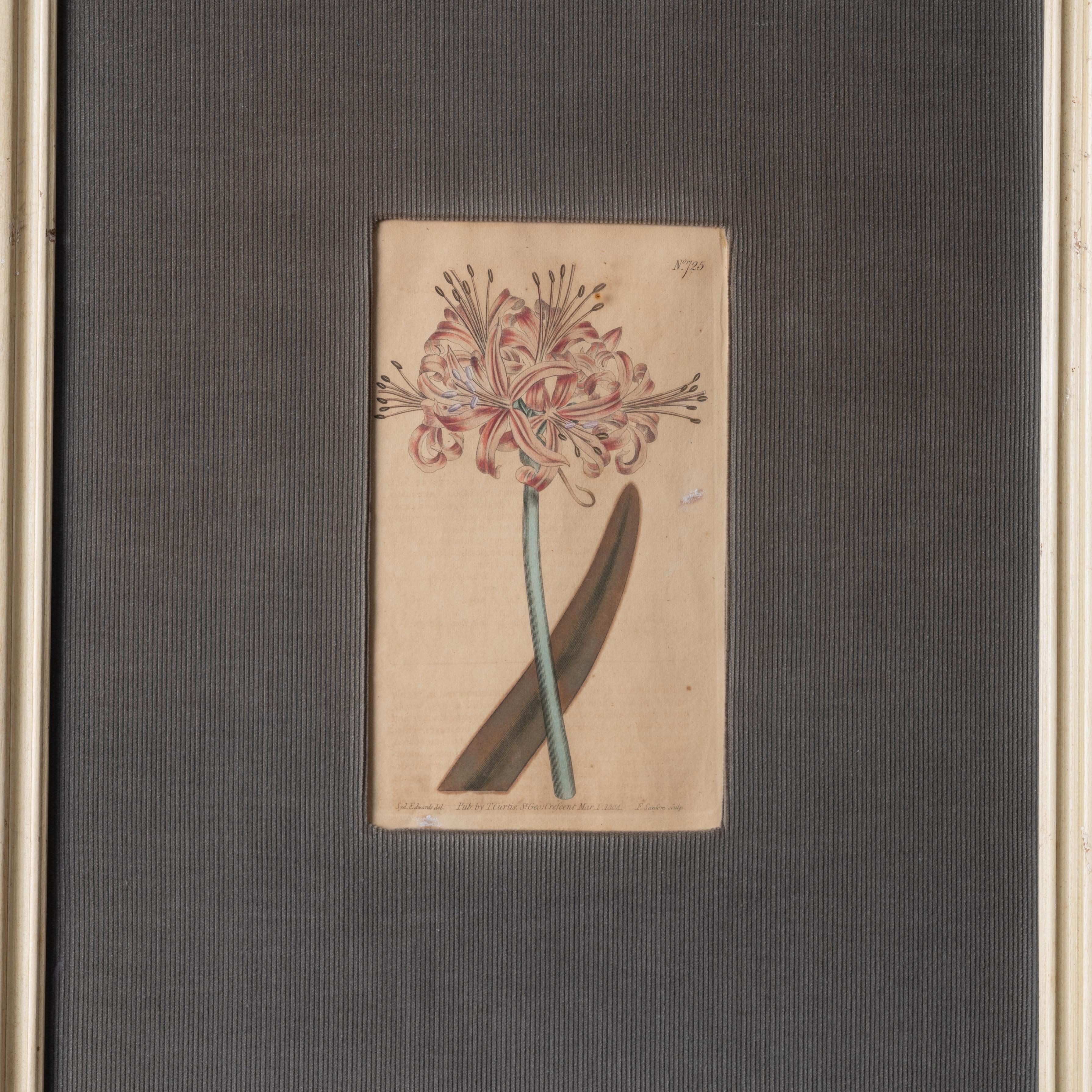 Curtis Botanical Magazine, Blumendrucke von Curtis, um 1810 im Zustand „Relativ gut“ im Angebot in Savannah, GA