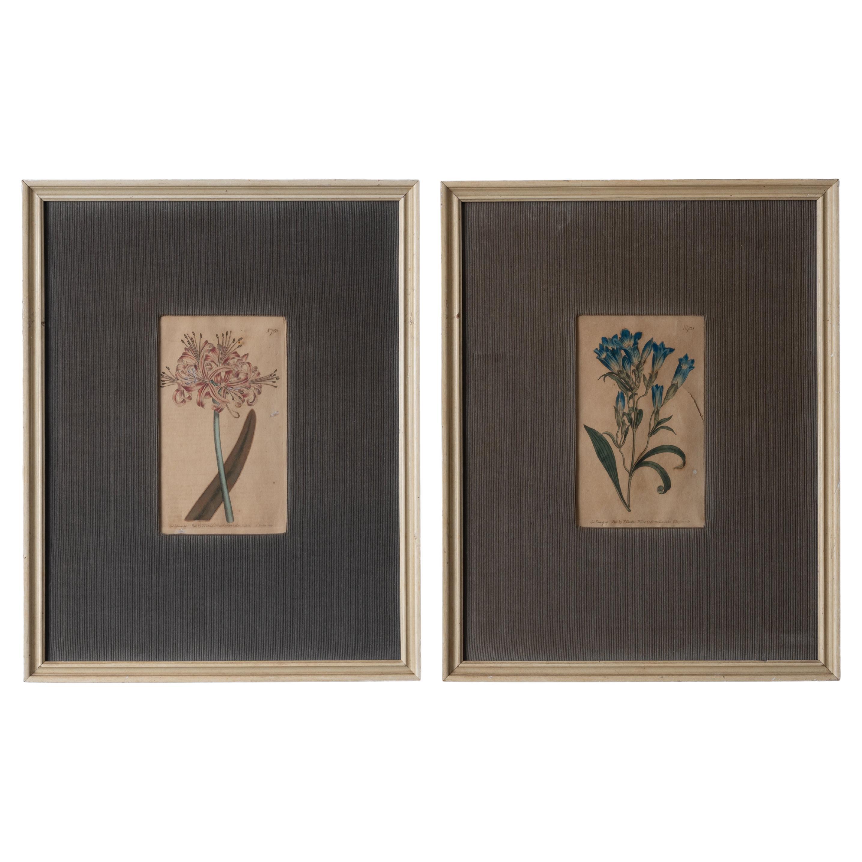 Revista Curtis Botanical Impresiones florales c.1810