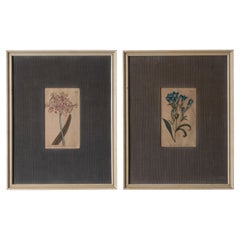 Antique Curtis Botanical Magazine Floral Prints c.1810