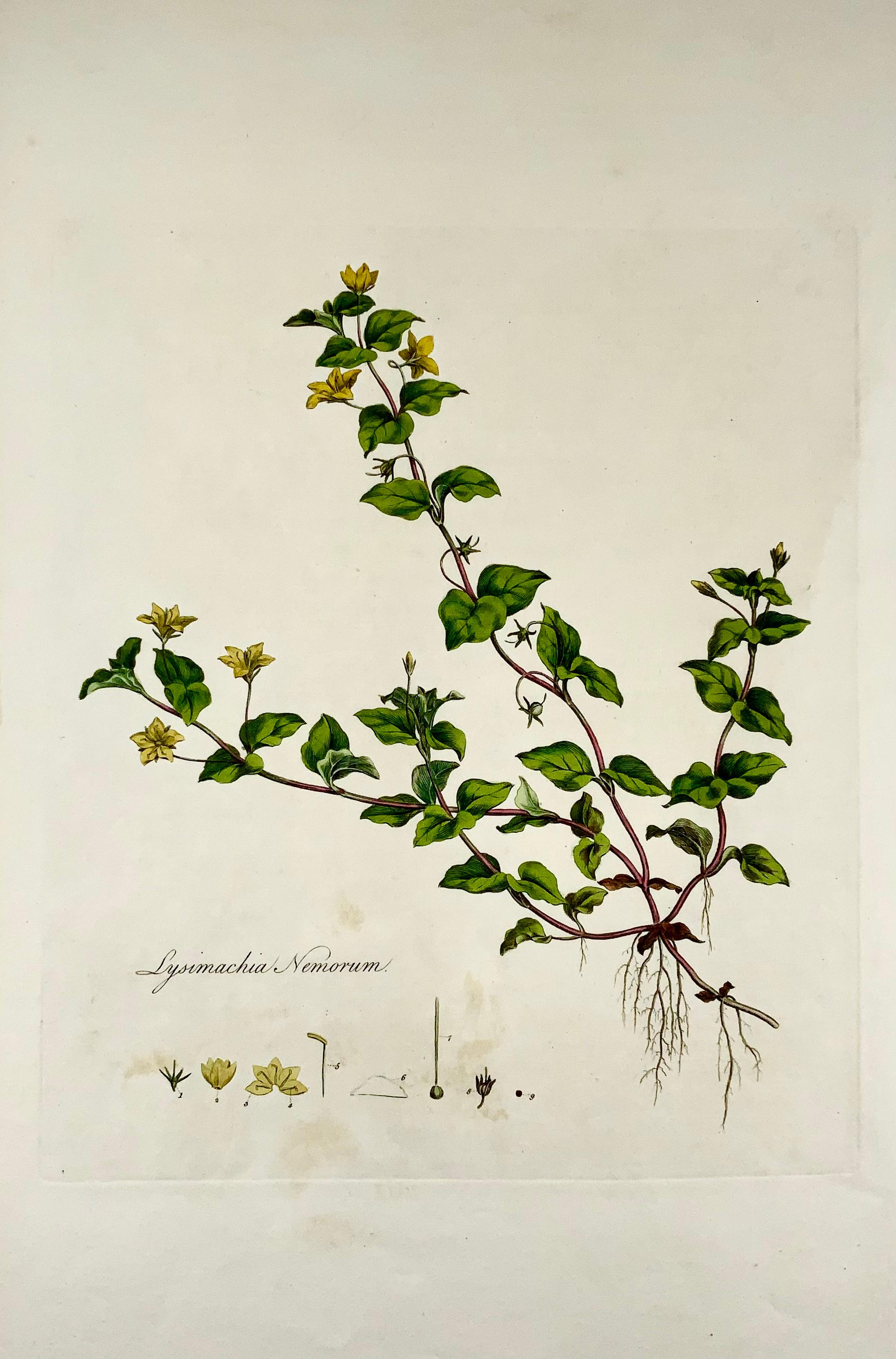 Lysimachia nemorum, le Pimpernel jaune, est une plante à fleurs vivace de la famille des Primulaceae.

Grand folio : 42,7 x 27,5 cm
Gravure sur cuivre, colorée à la main.
Publié vers 1817.
Publié dans la 