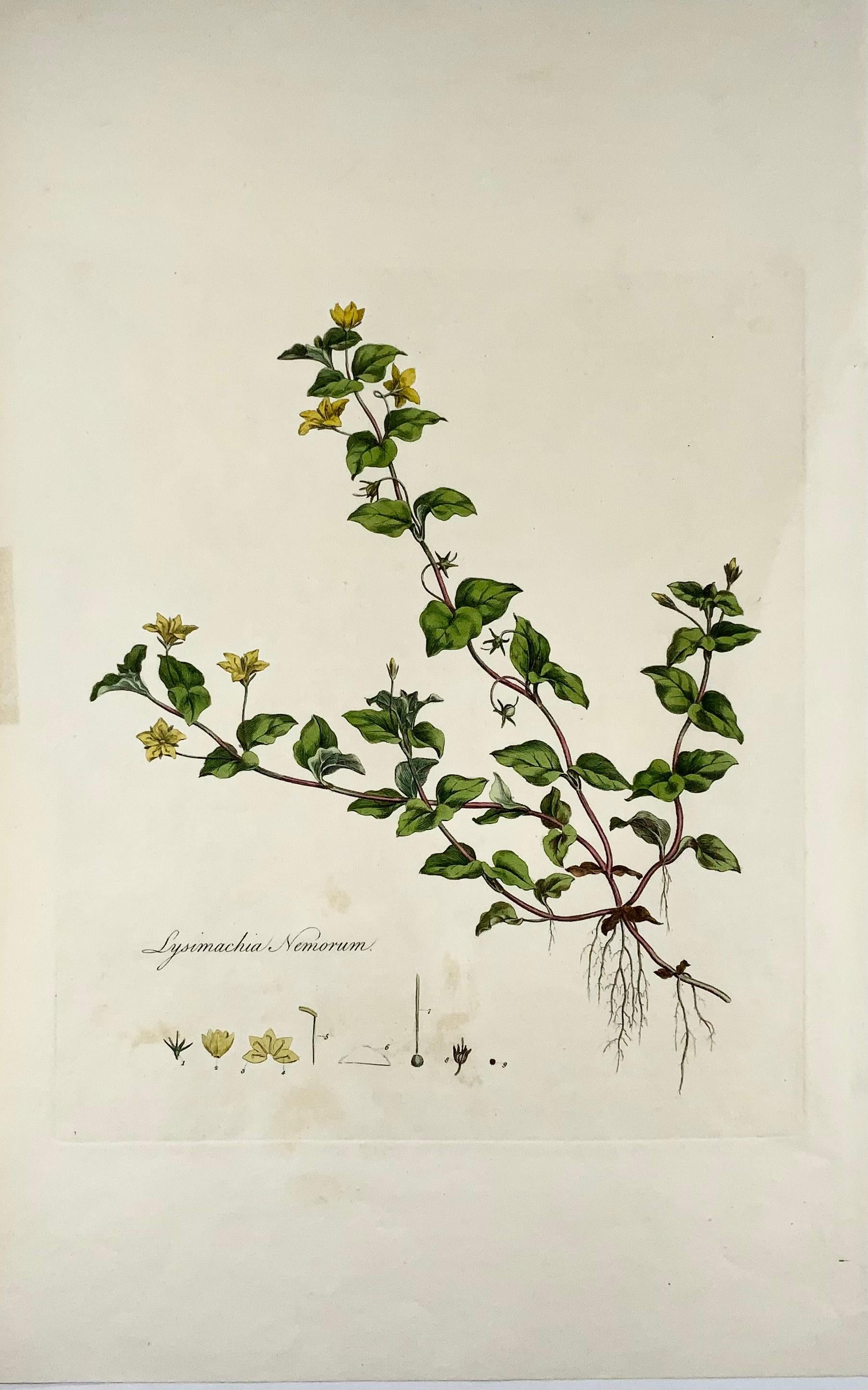 Curtis, Flora Londinensis, Pimpernel, grand pli, coloré à la main Bon état - En vente à Norwich, GB