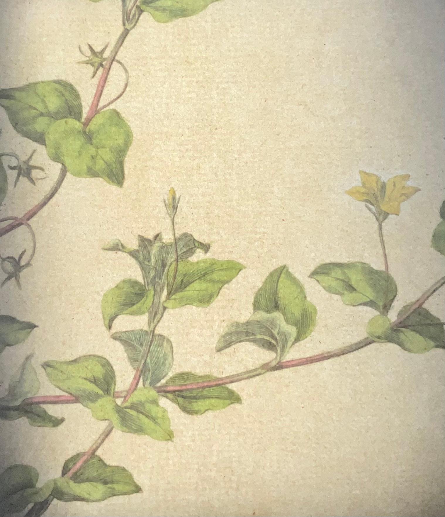 Début du XIXe siècle Curtis, Flora Londinensis, Pimpernel, grand pli, coloré à la main en vente