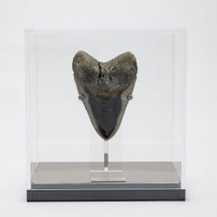Custom Acrylic Box for Megalodon Tooth LGE