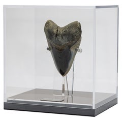 Custom Acrylic Box for Megalodon Tooth LGE