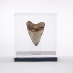 Maßgefertigte Acrylschachtel für Megalodon Zahn MED