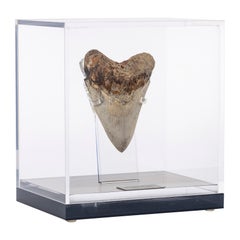Caja acrílica personalizada para diente de Megalodon MED