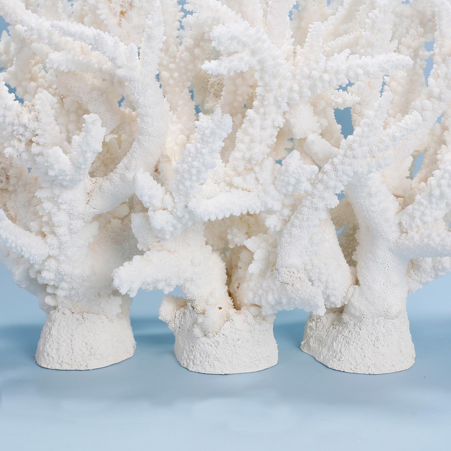 Organic Modern Custom Coral Sculpture or Centerpiece