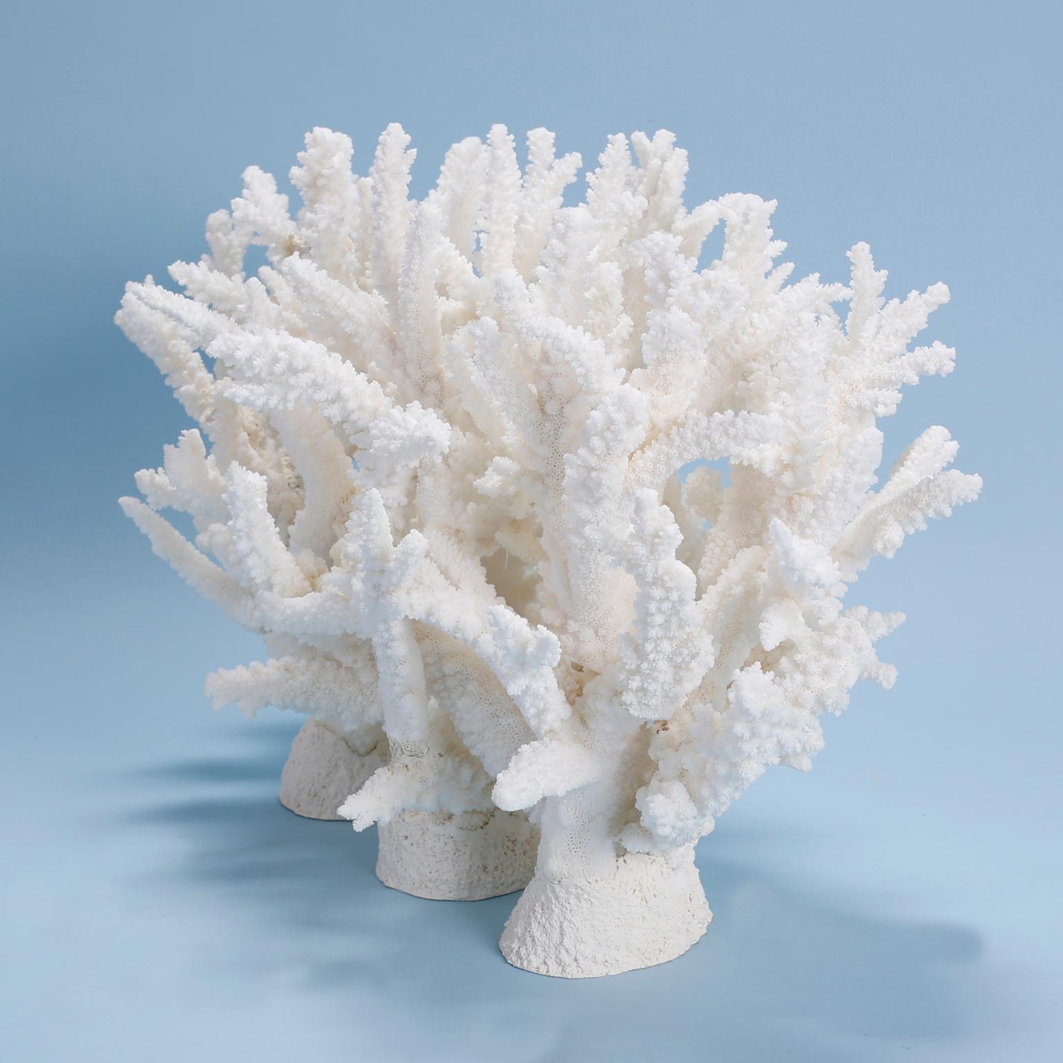 American Custom Coral Sculpture or Centerpiece
